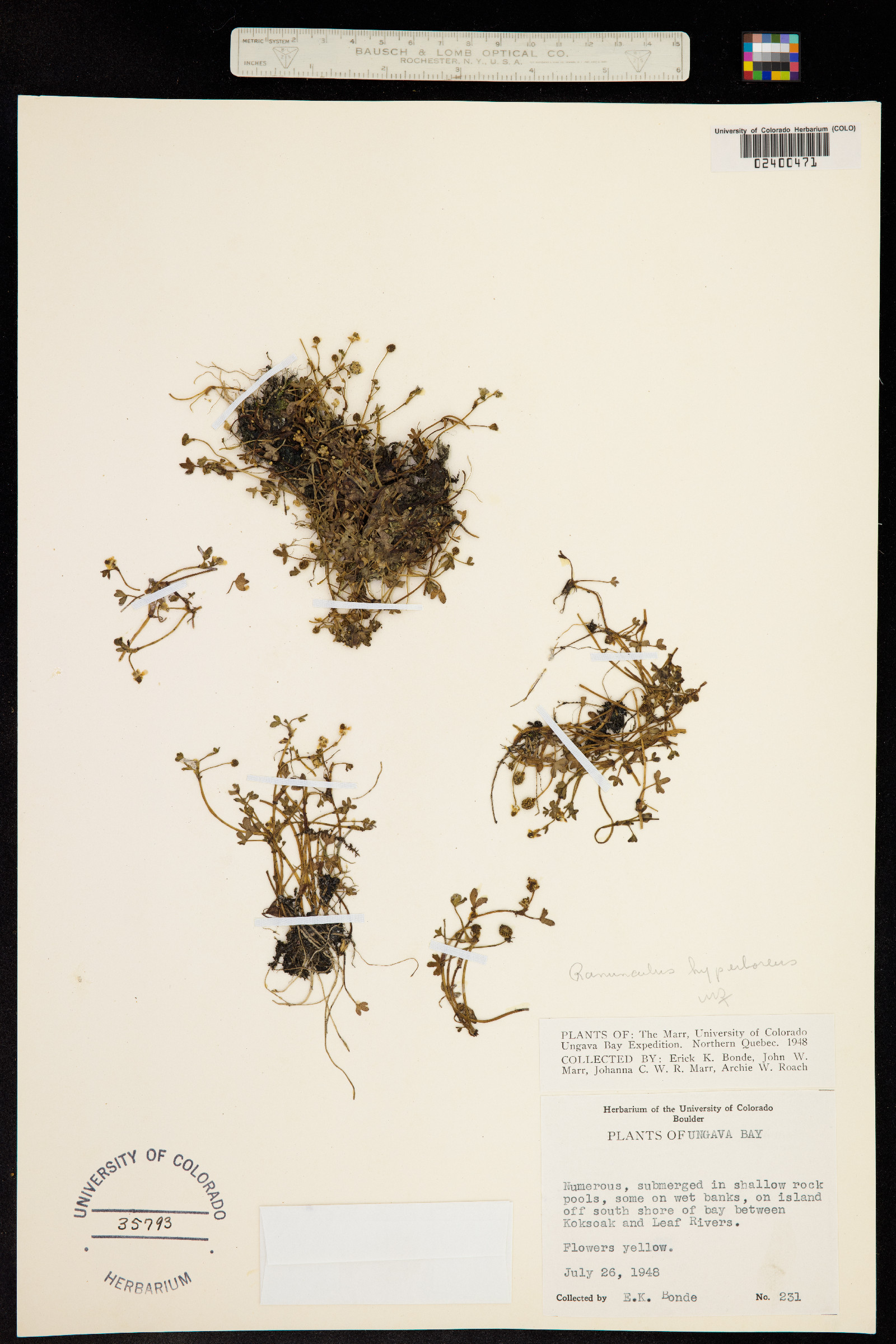 Ranunculus hyperboreus image