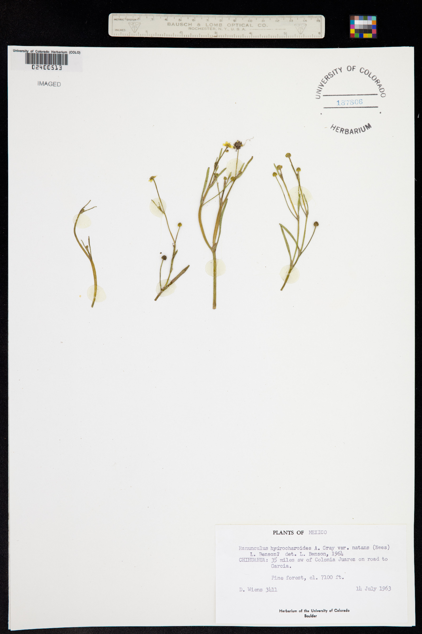 Ranunculus hydrocharoides image