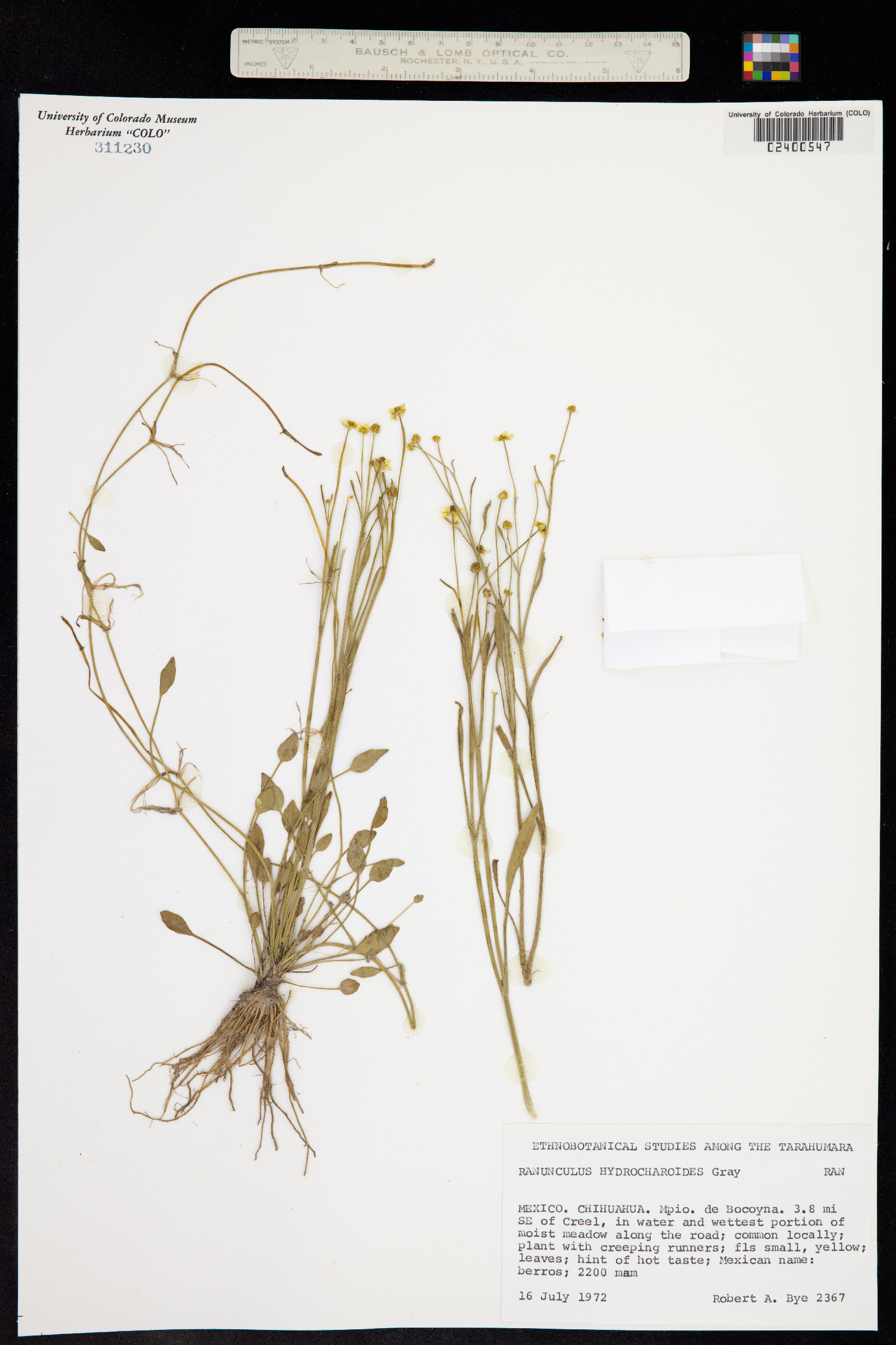 Ranunculus hydrocharoides image
