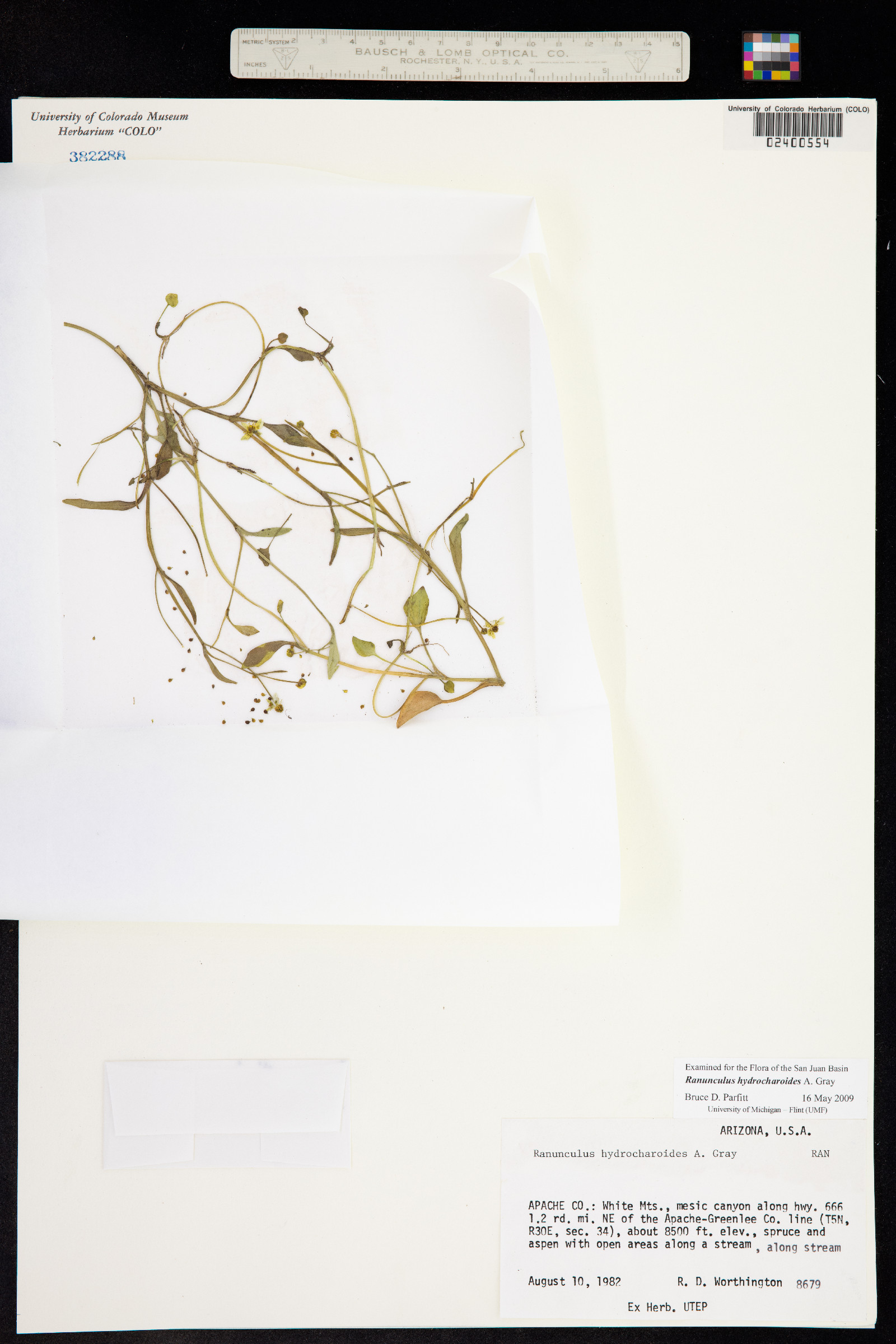 Ranunculus hydrocharoides image