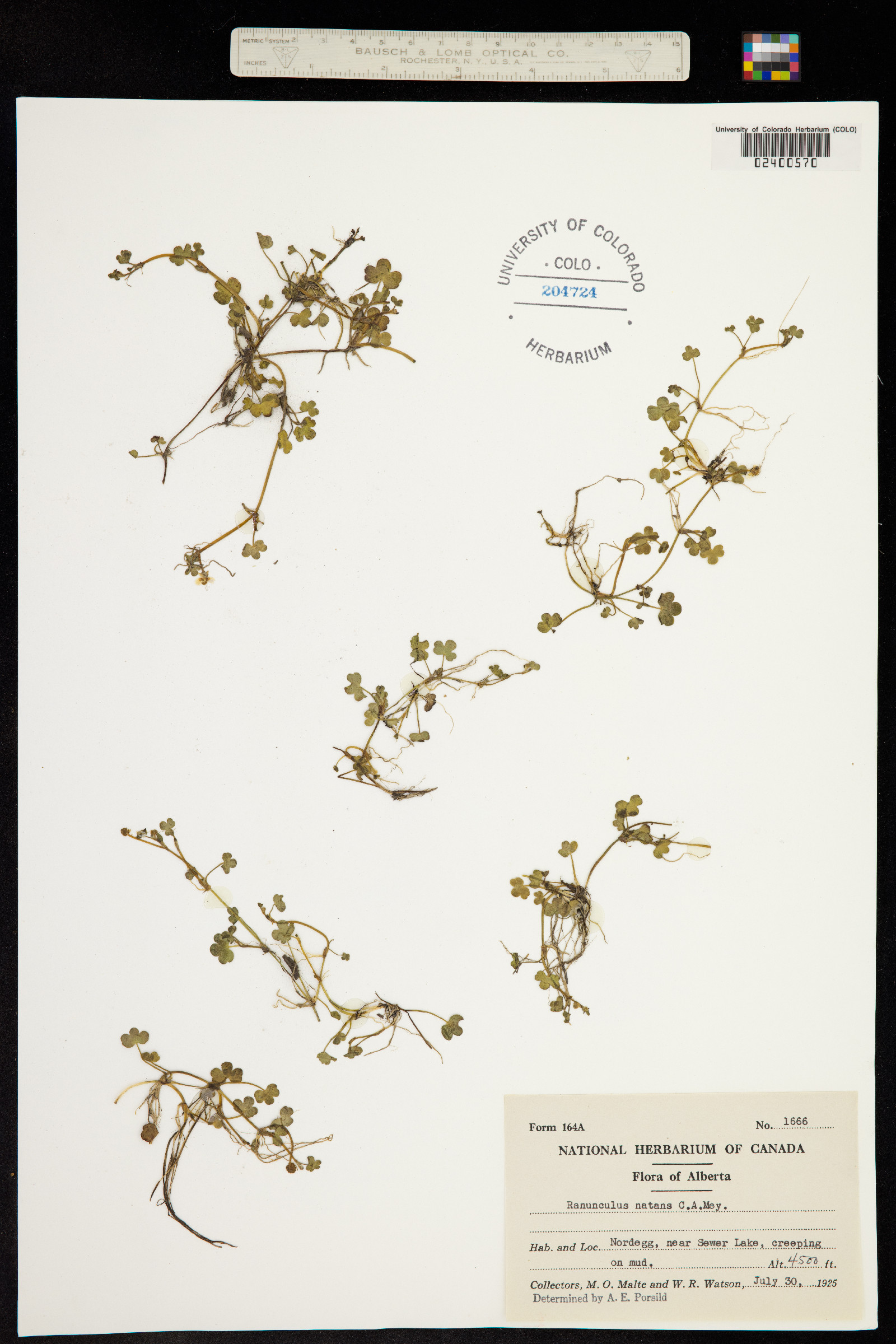 Ranunculus hyperboreus image