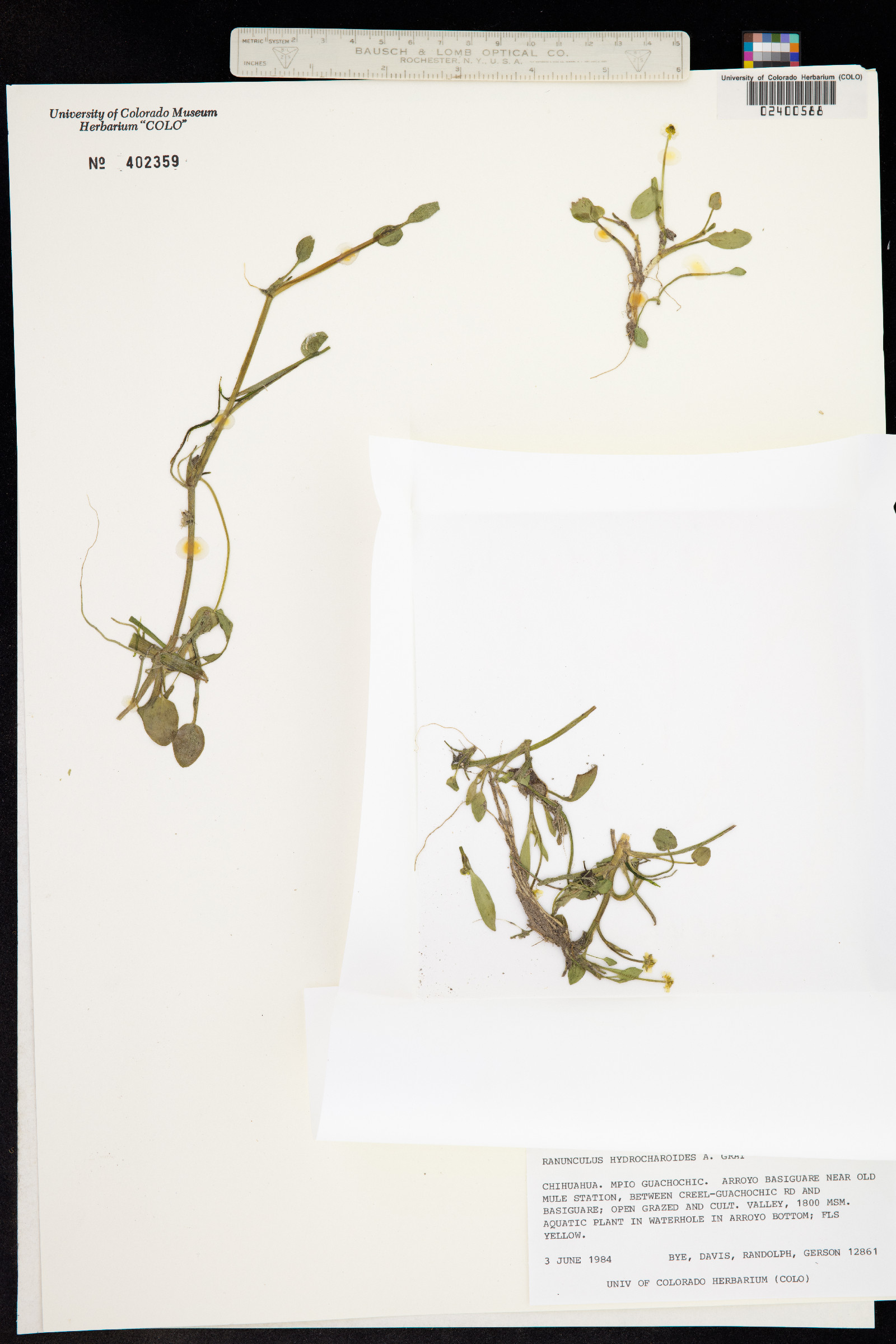 Ranunculus hydrocharoides image