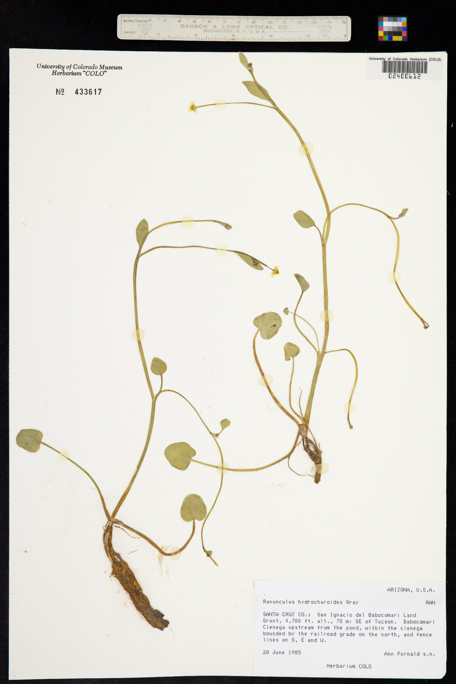 Ranunculus hydrocharoides image