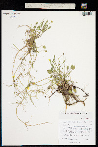 Ranunculus hydrocharoides image