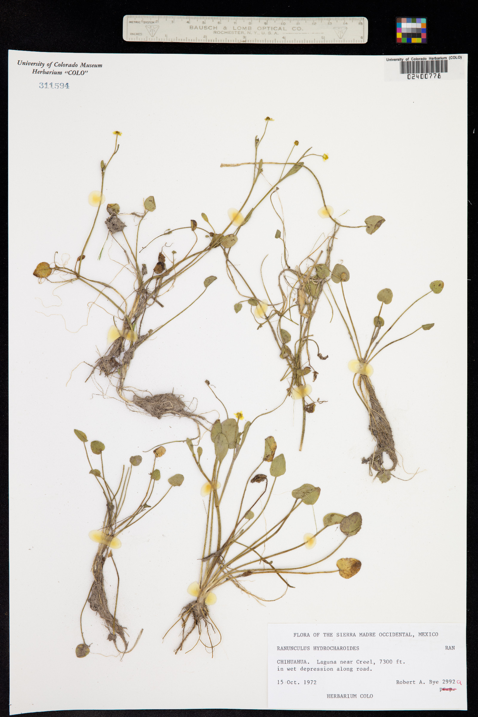 Ranunculus hydrocharoides image