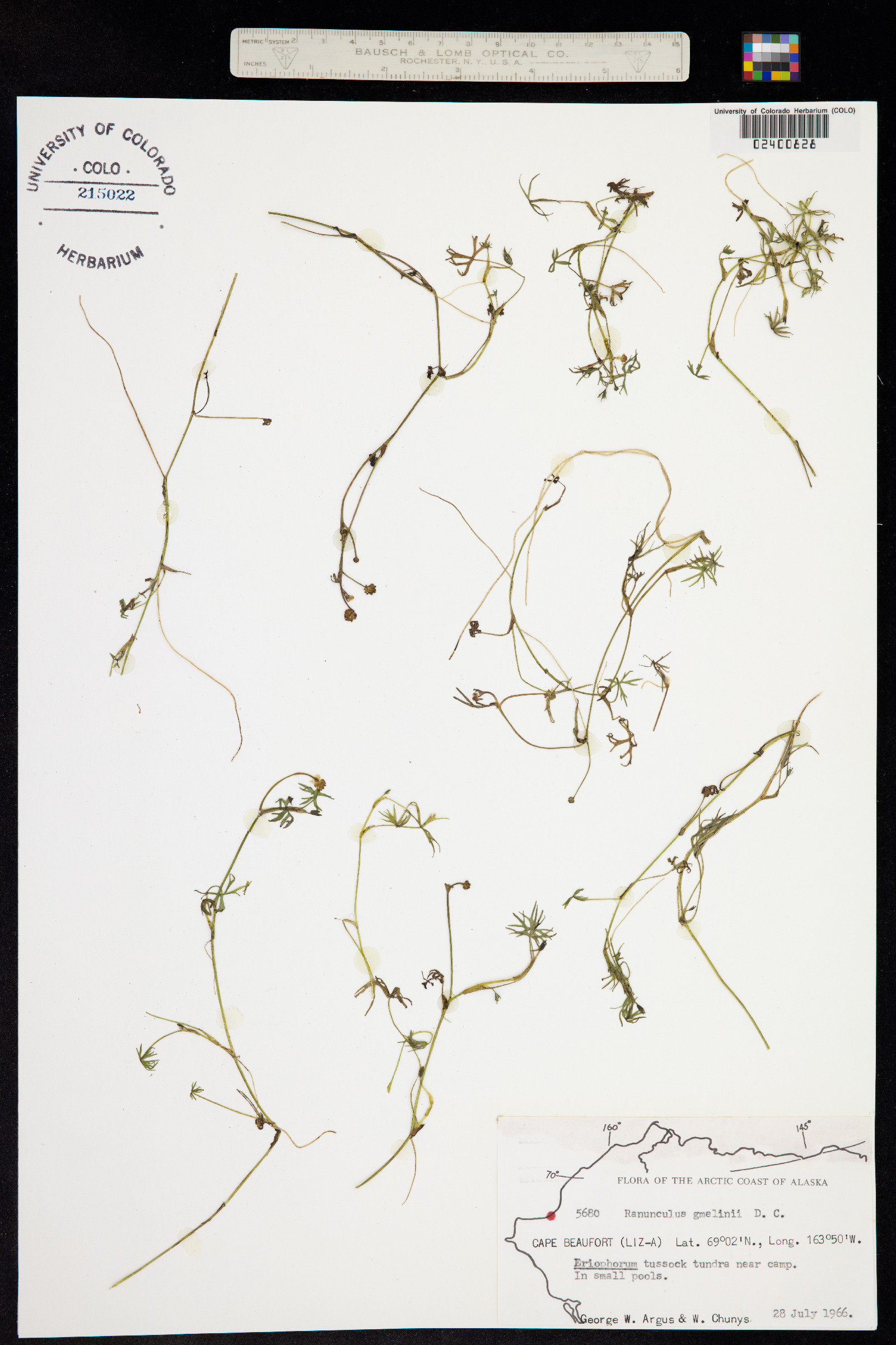 Ranunculus gmelinii image