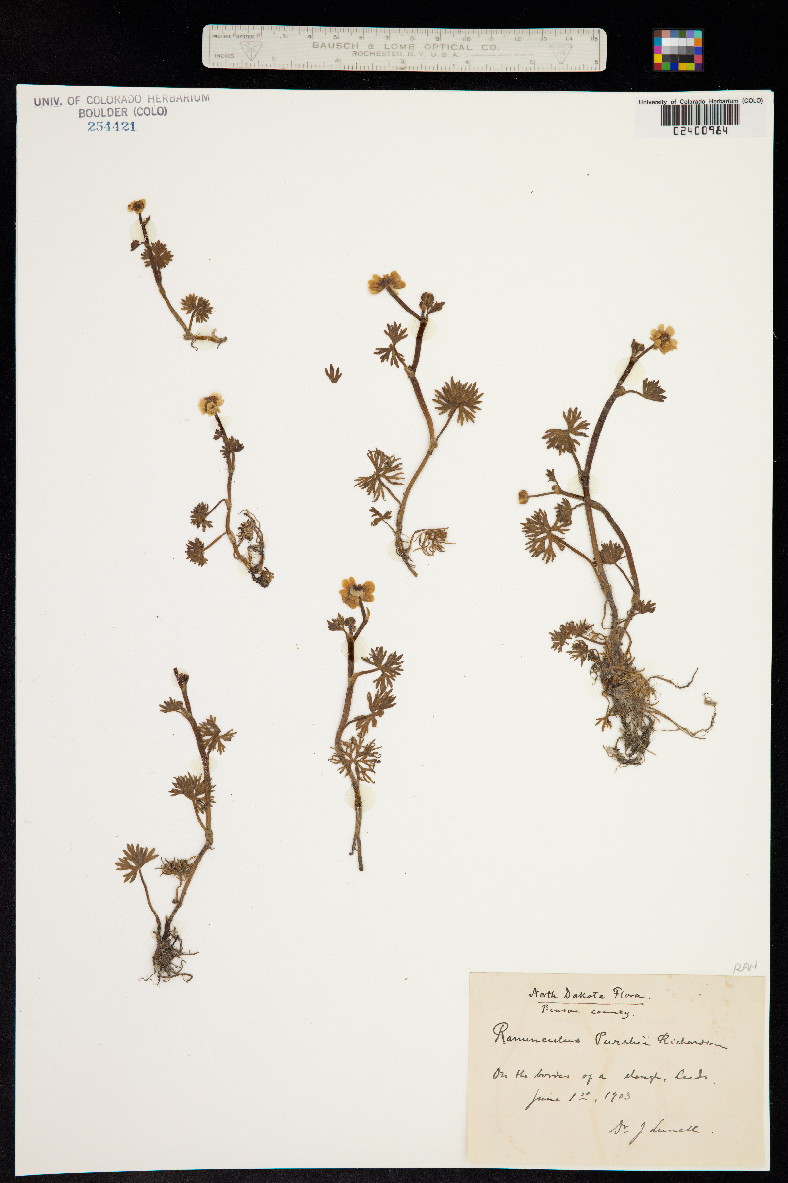 Ranunculus gmelinii image