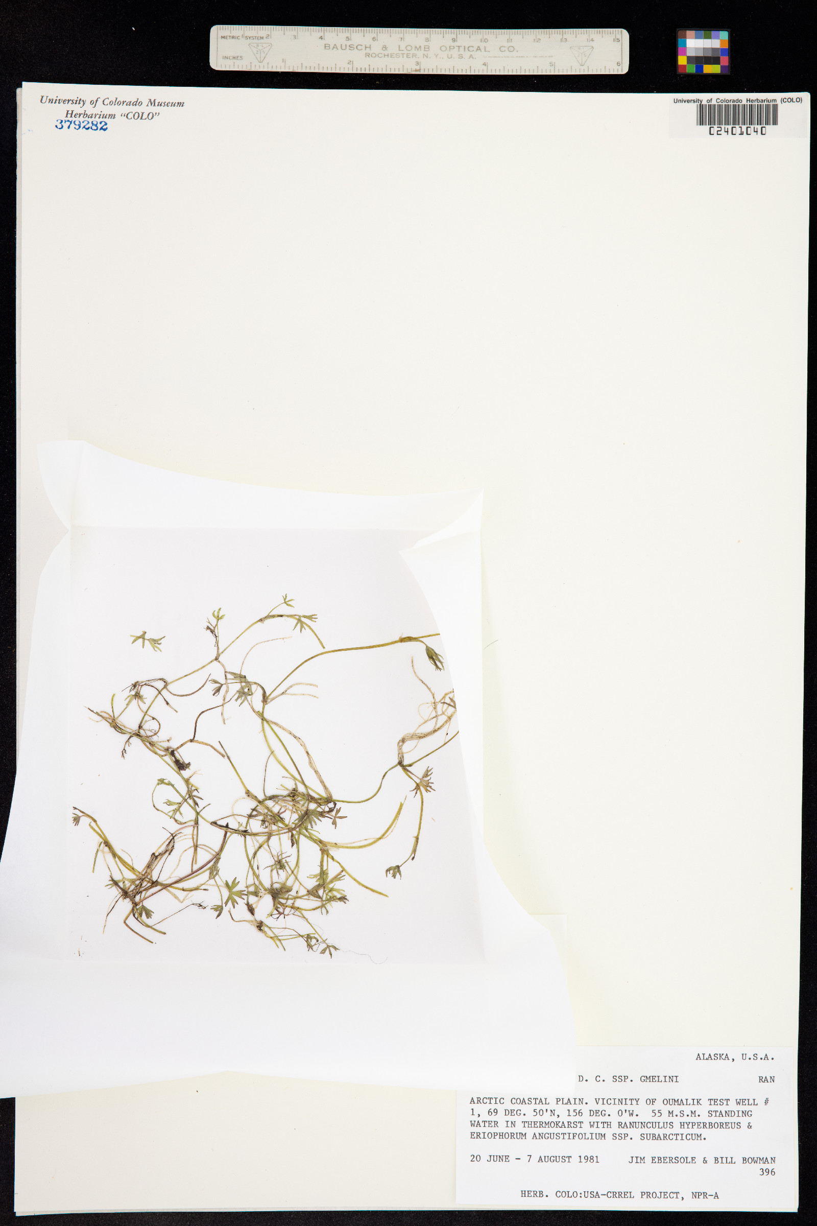 Ranunculus gmelinii image