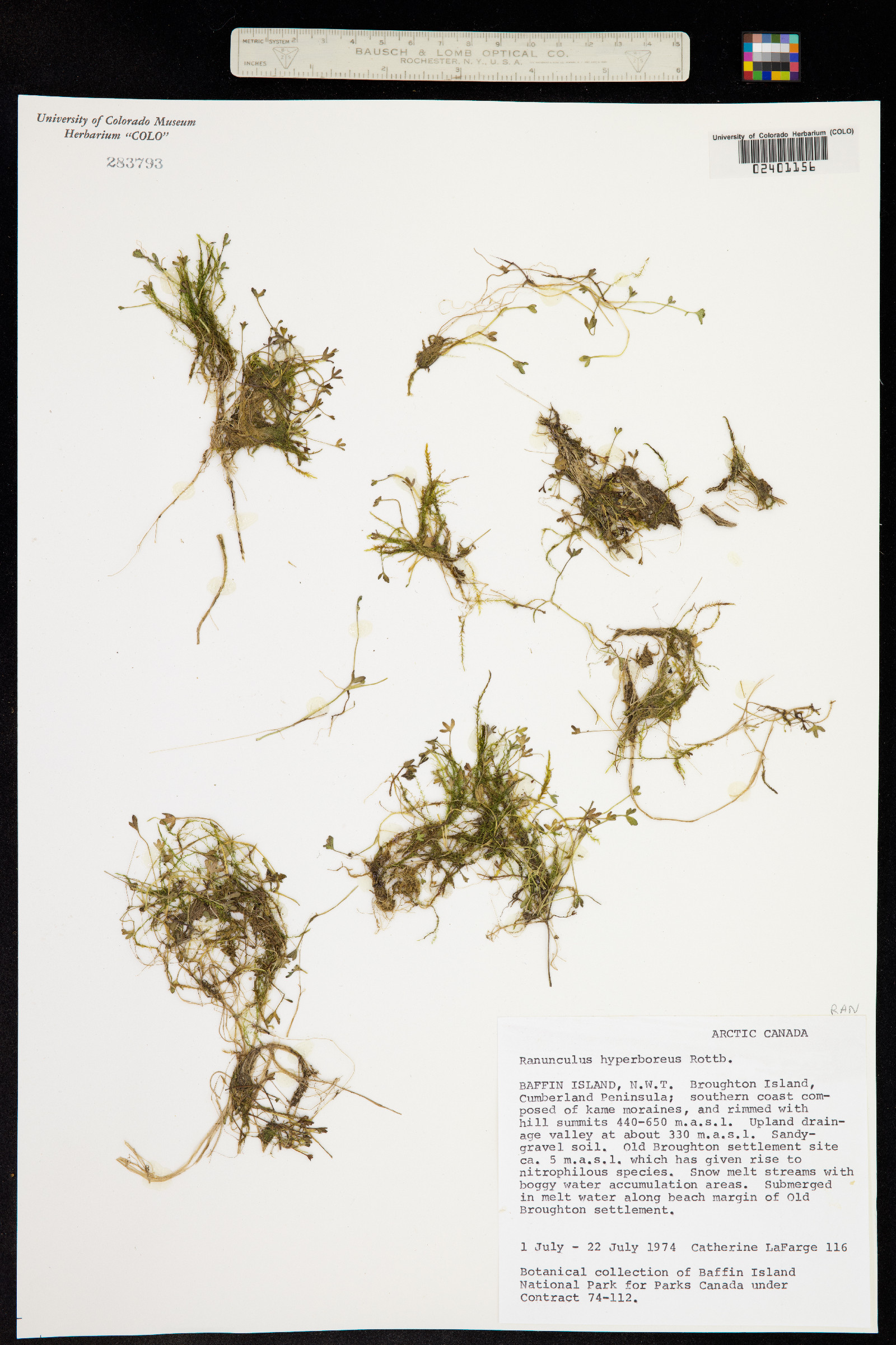 Ranunculus hyperboreus image