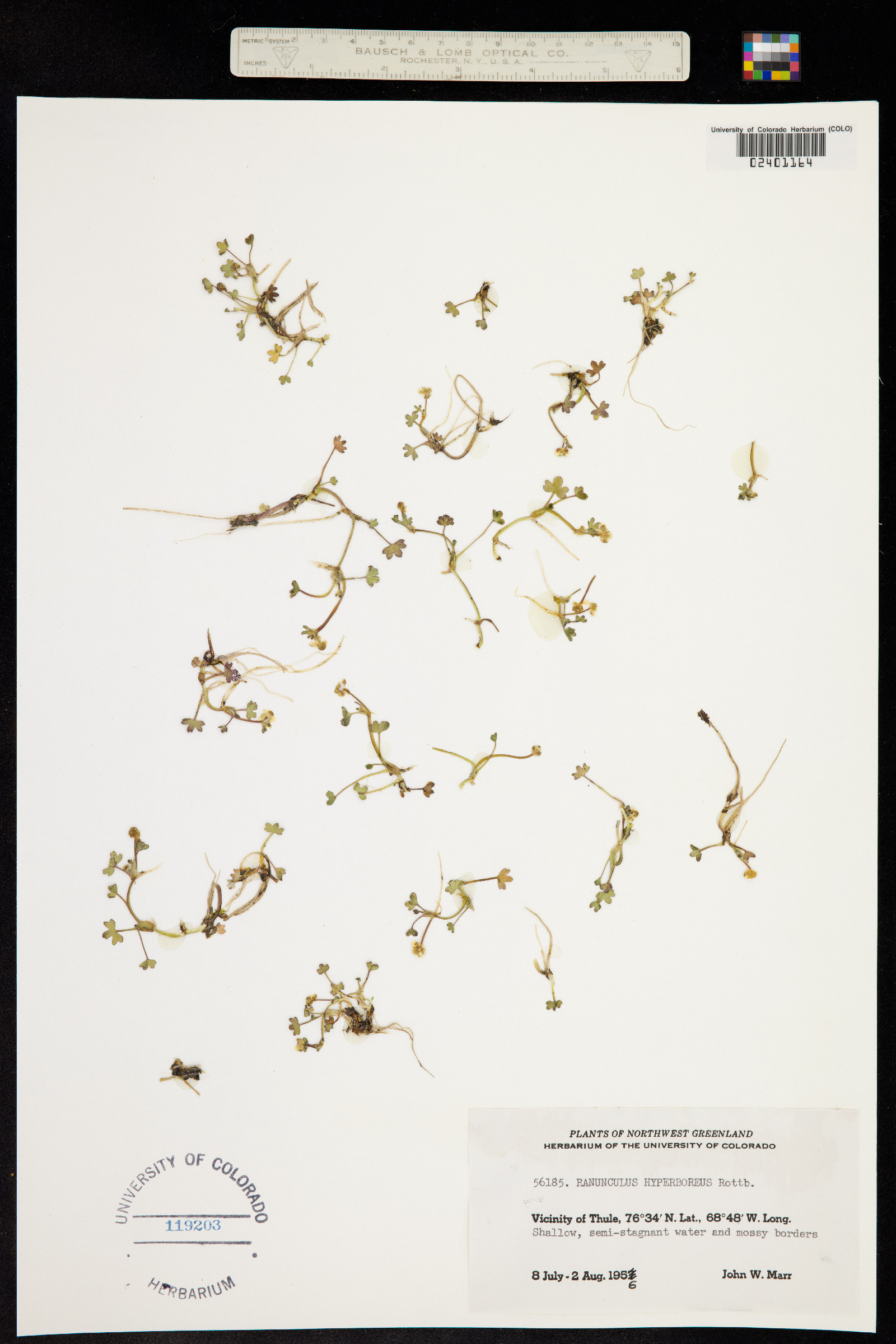 Ranunculus hyperboreus image