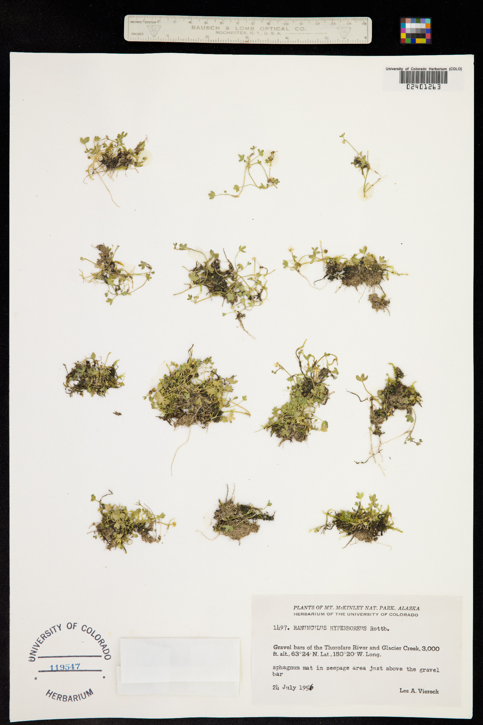 Ranunculus hyperboreus image