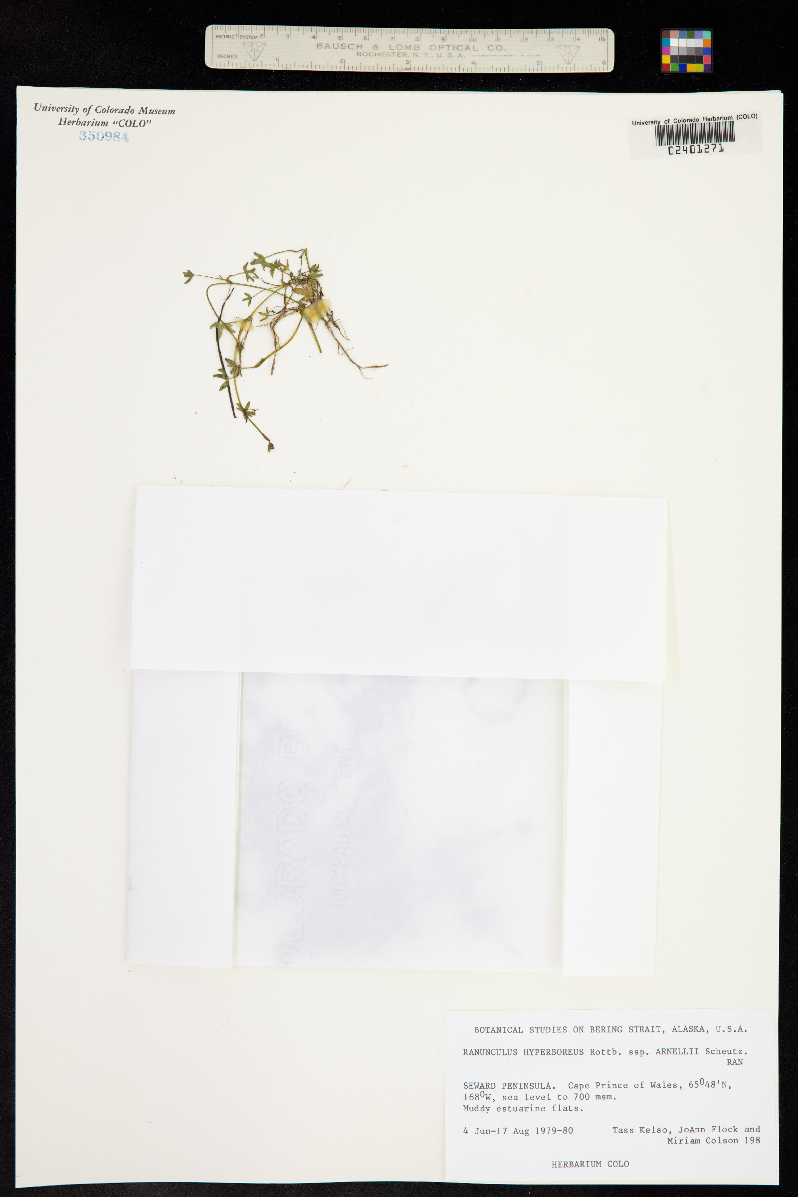 Ranunculus hyperboreus image