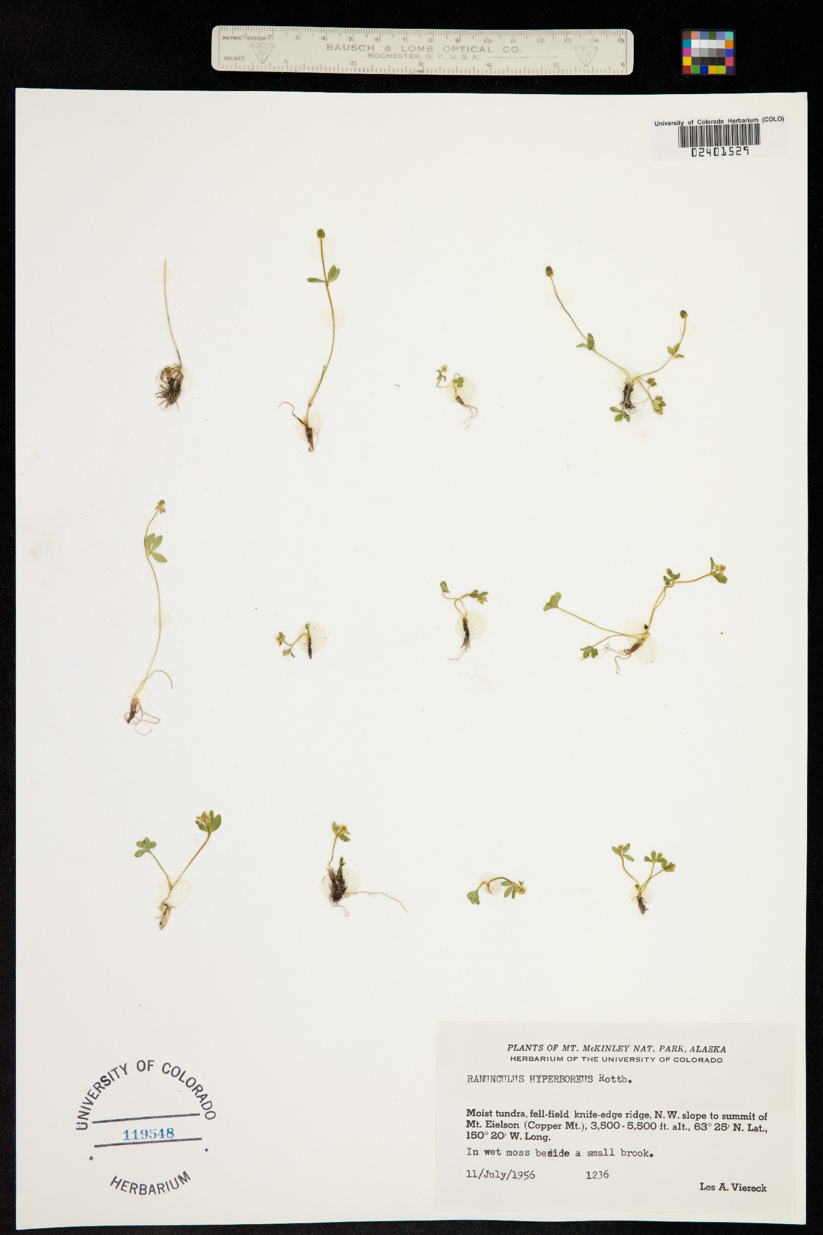 Ranunculus hyperboreus image