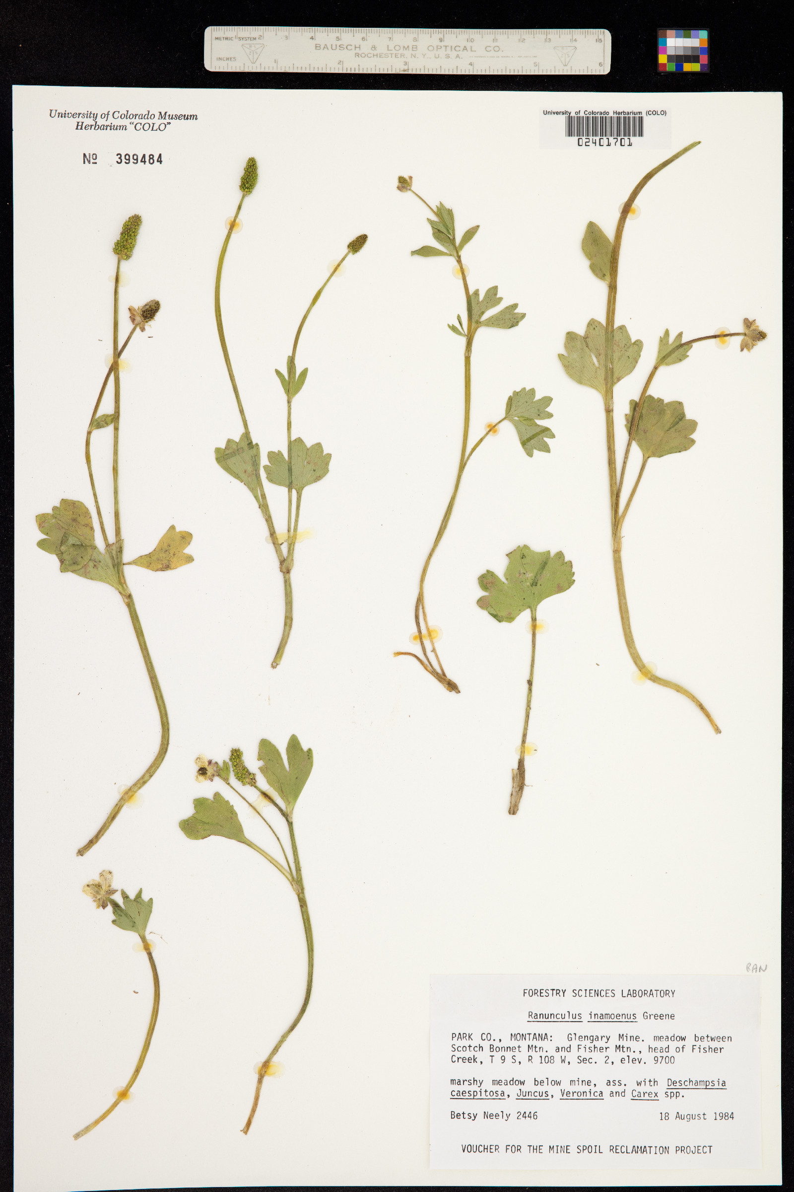 Ranunculus inamoenus image