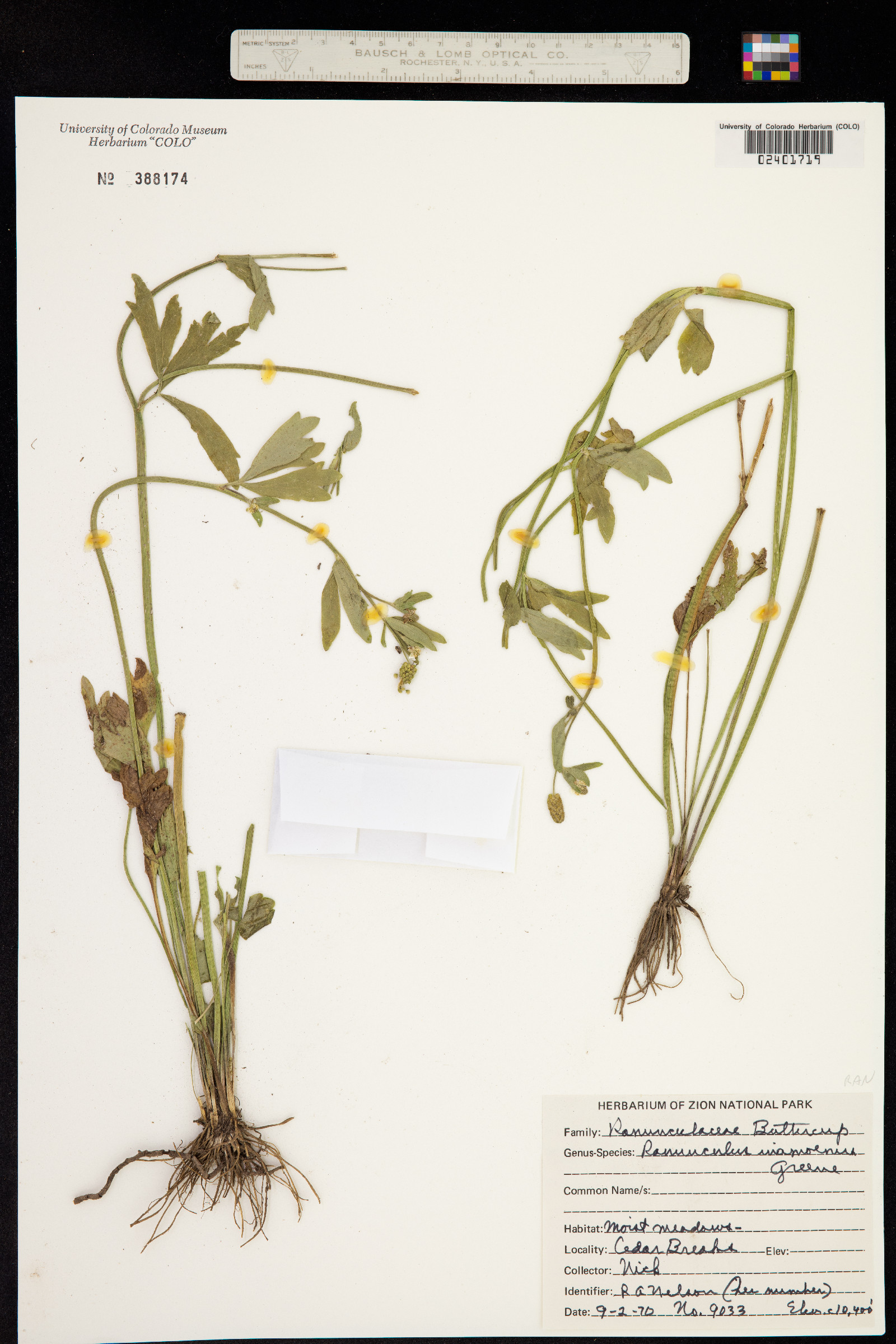 Ranunculus inamoenus image