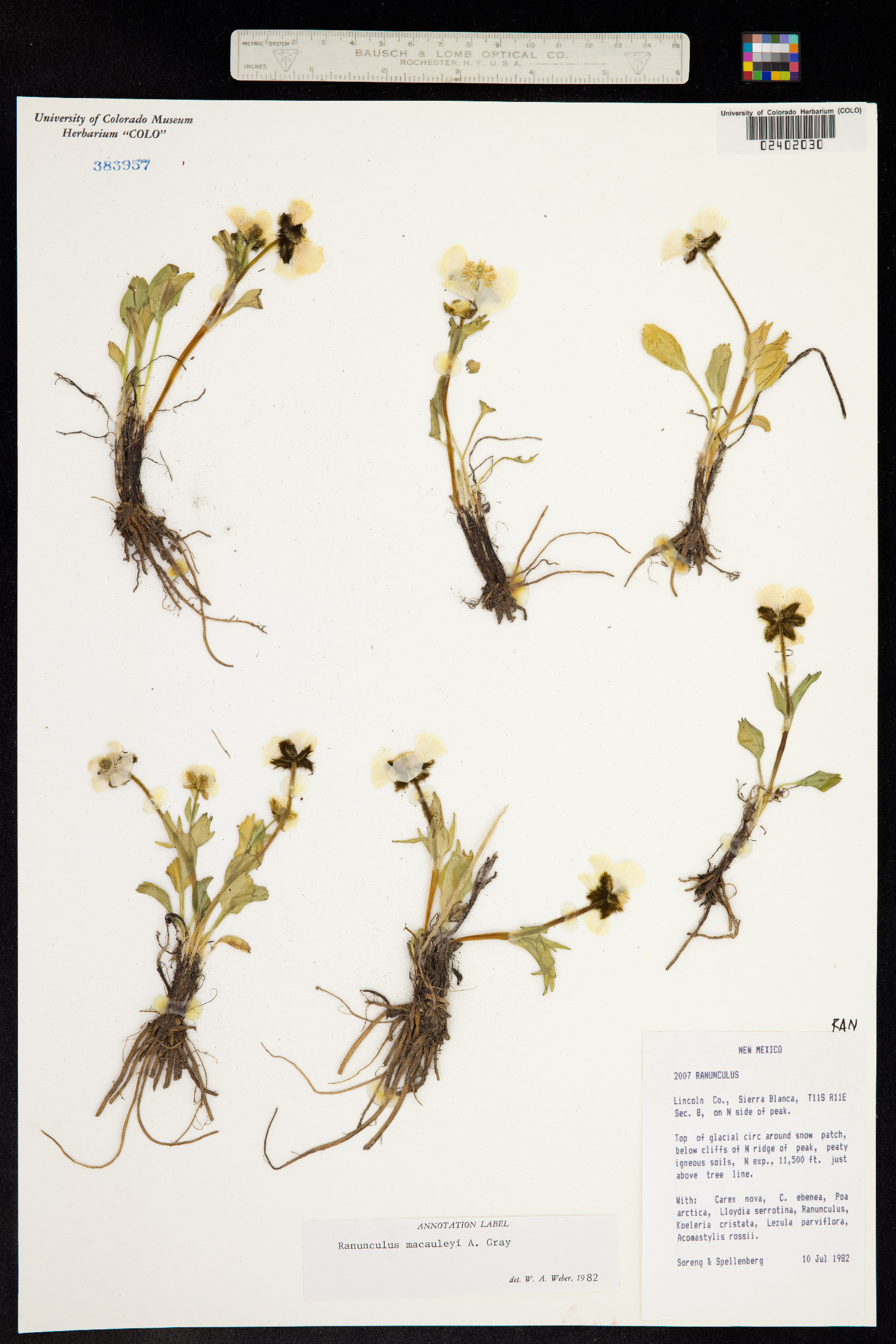 Ranunculus macauleyi image