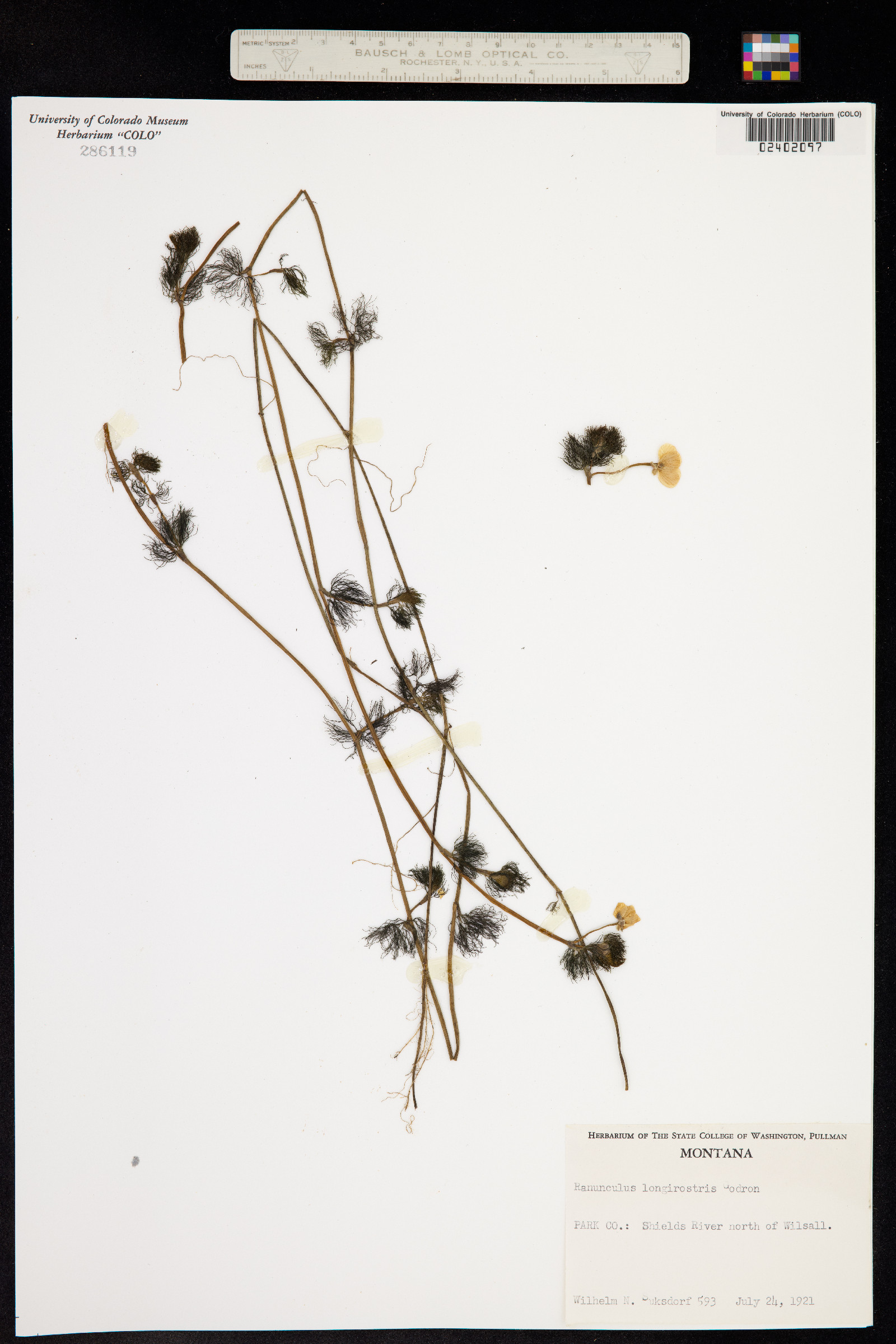 Ranunculus aquatilis var. diffusus image