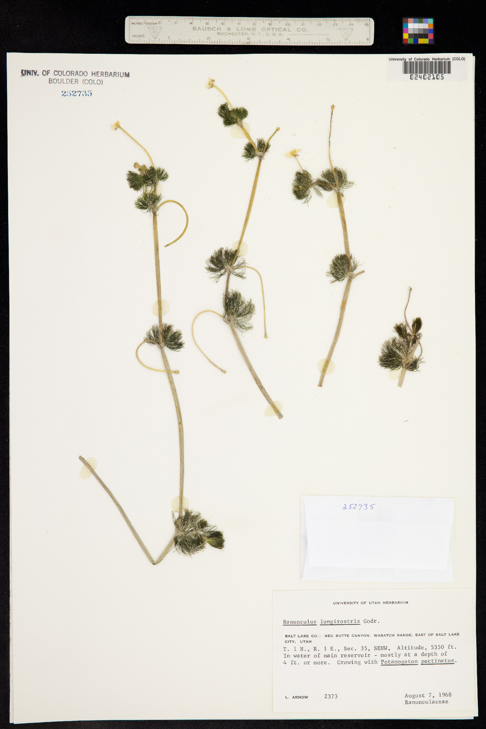 Ranunculus aquatilis var. diffusus image