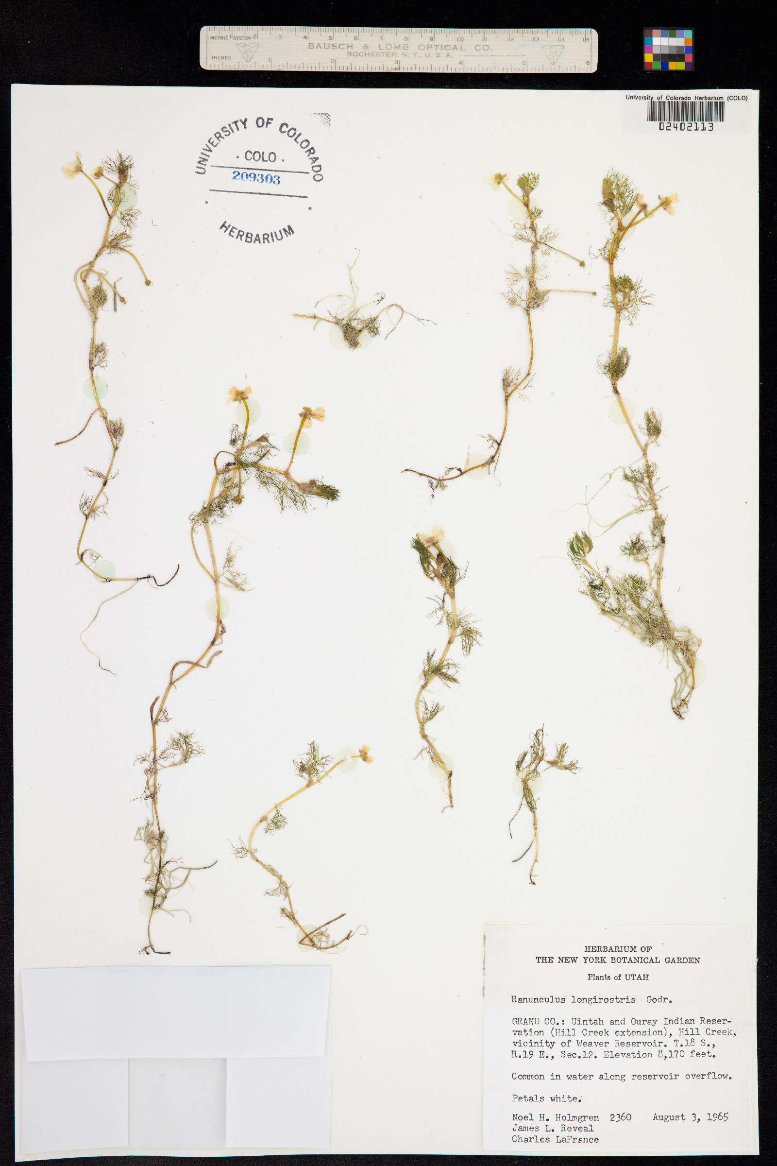 Ranunculus aquatilis var. diffusus image