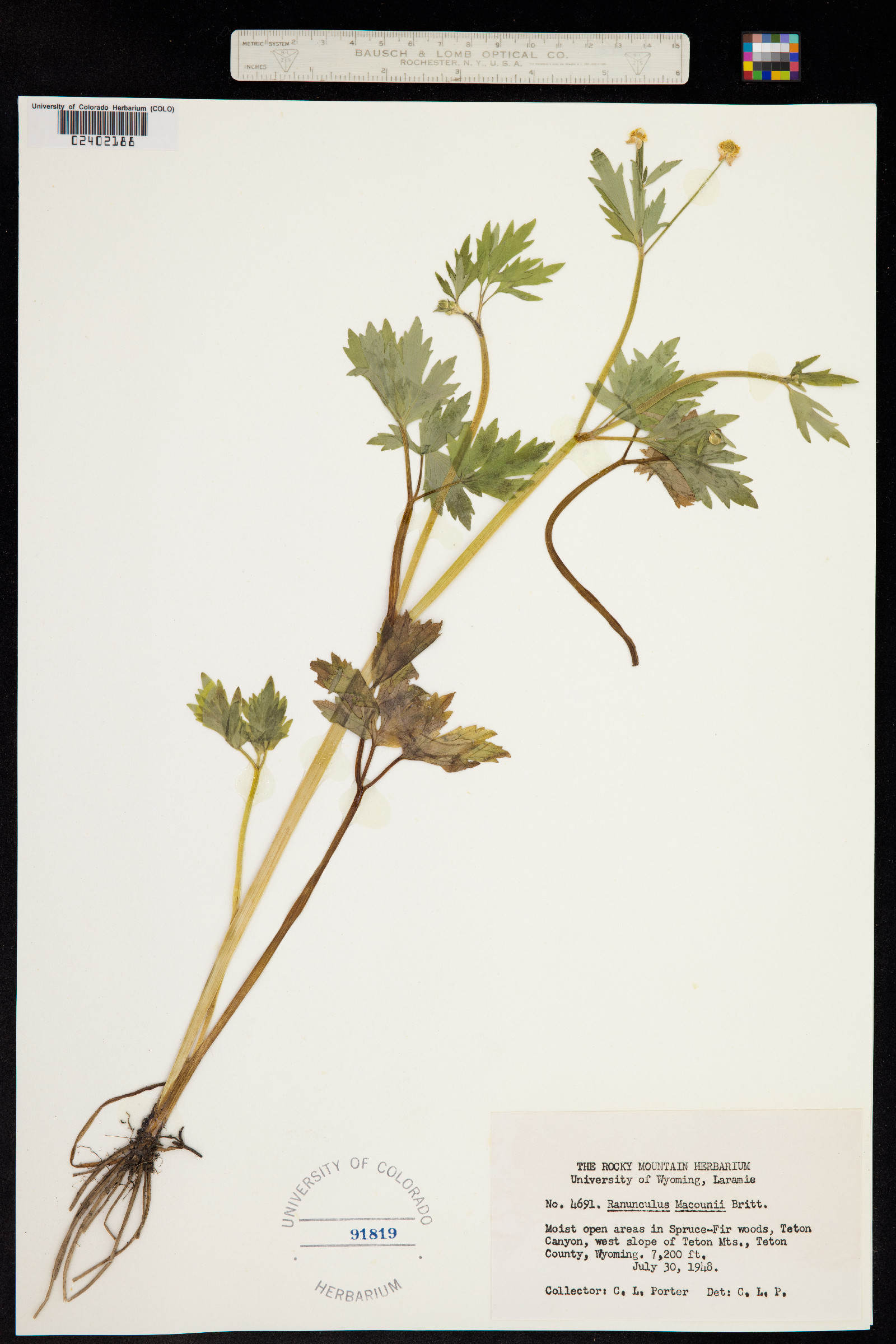 Ranunculus macounii image