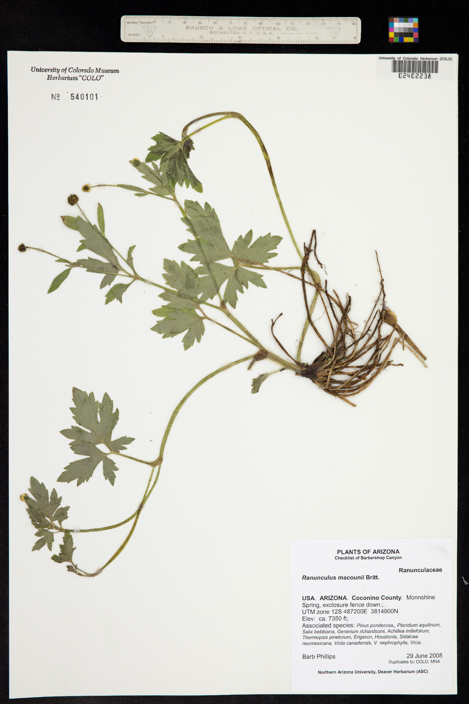 Ranunculus macounii image