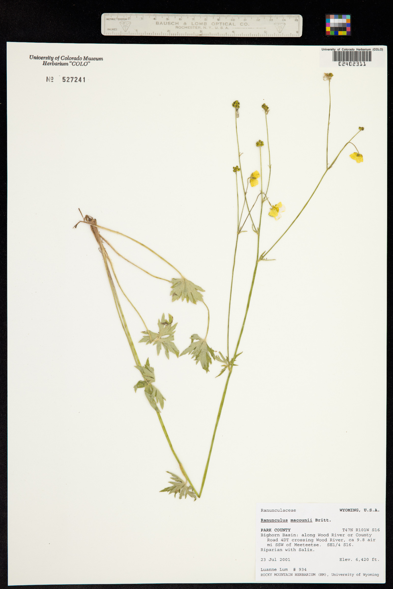 Ranunculus macounii image