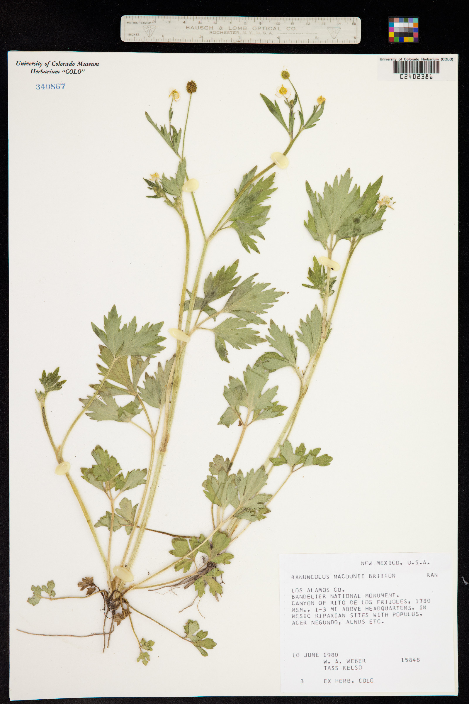 Ranunculus macounii image