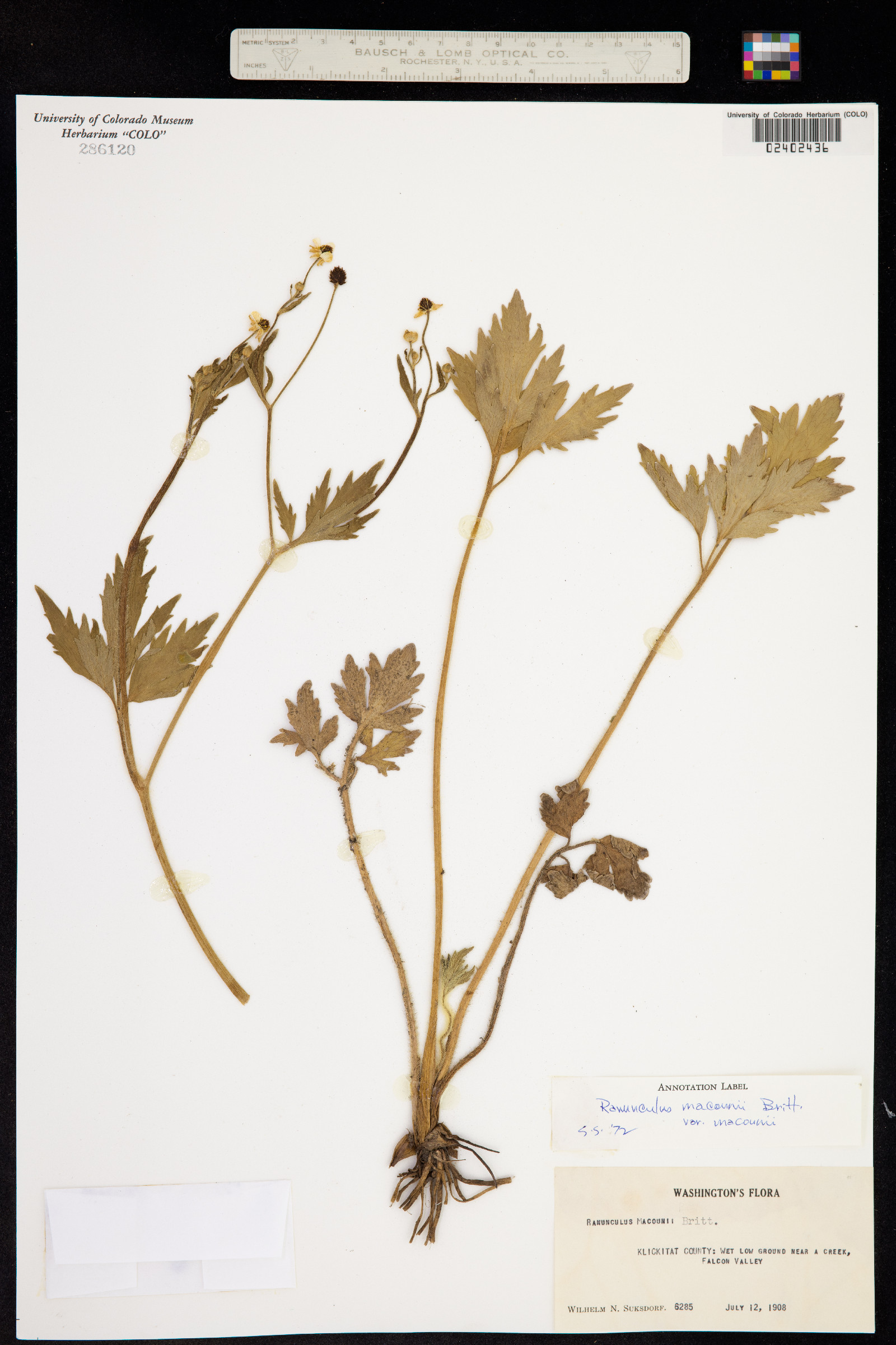 Ranunculus macounii image