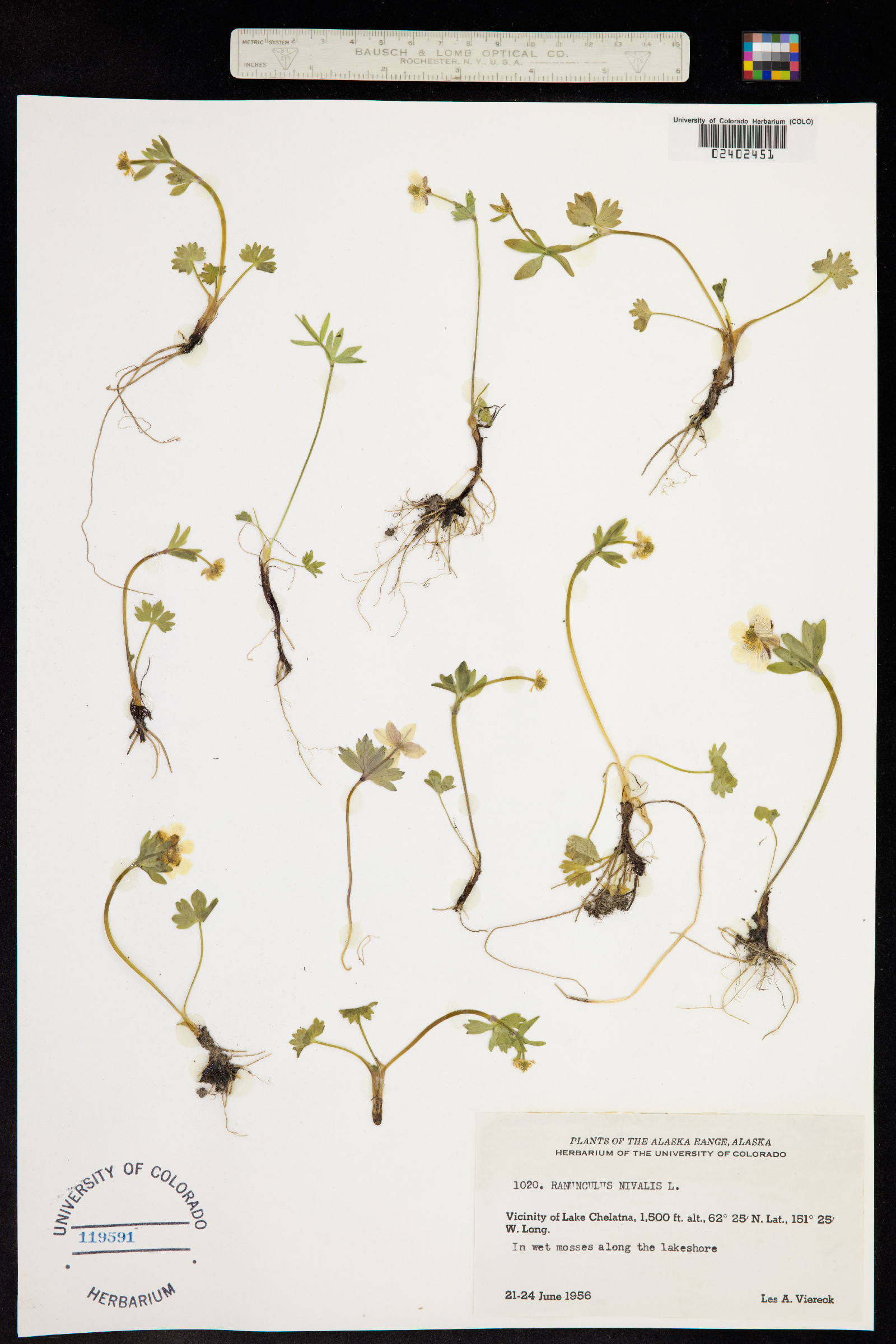 Ranunculus nivalis image