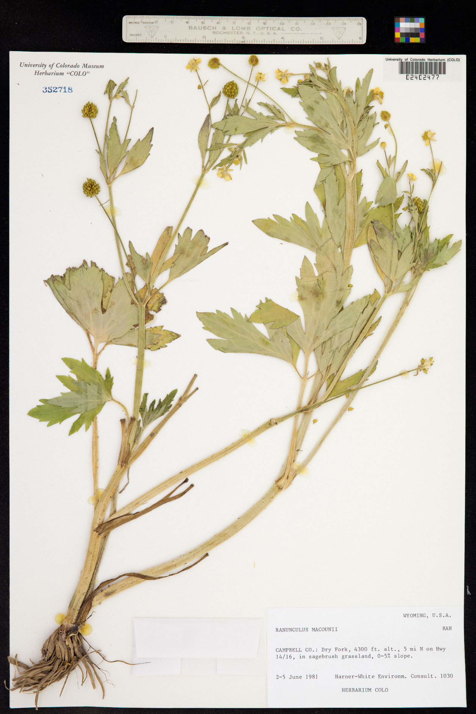 Ranunculus macounii image