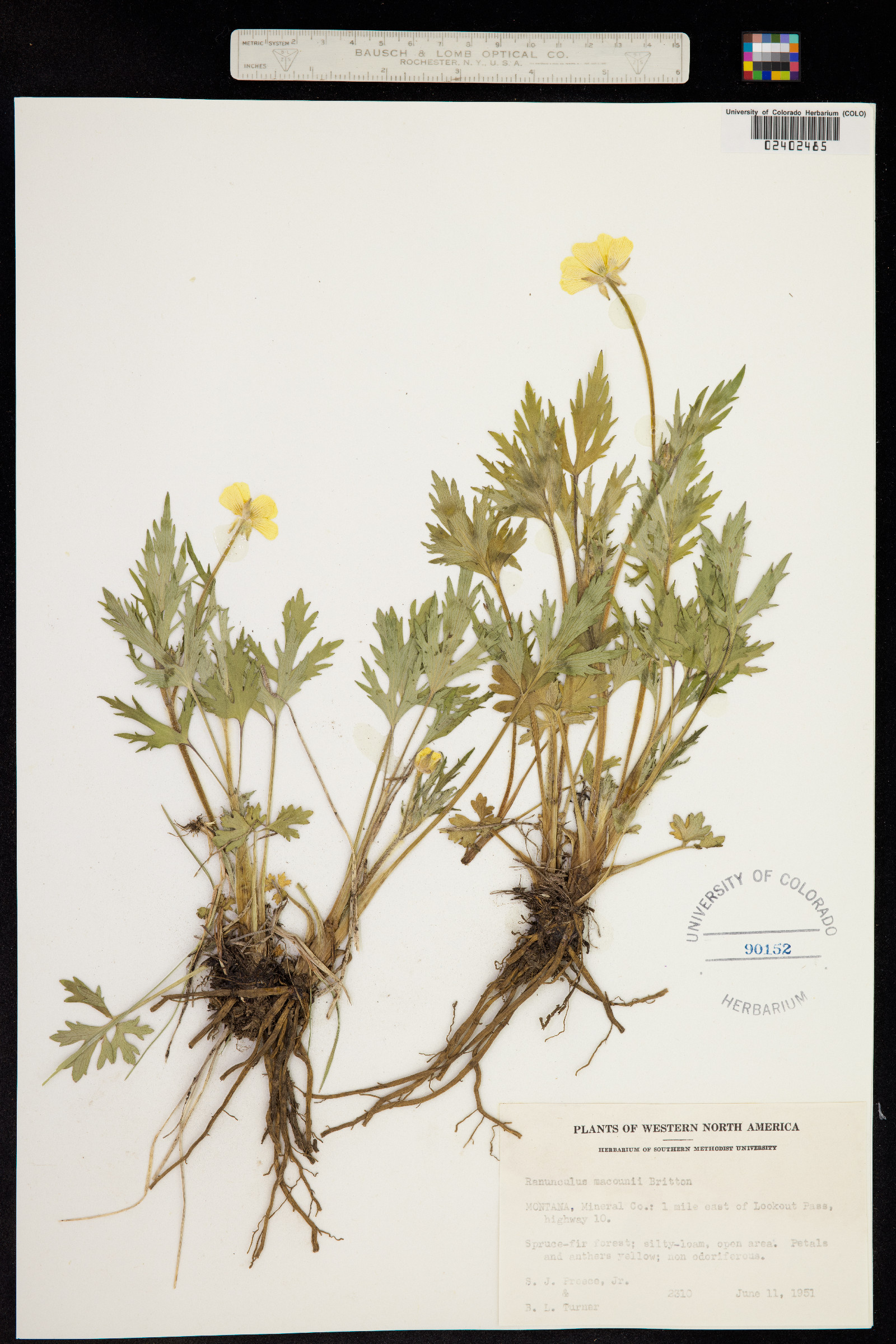 Ranunculus macounii image