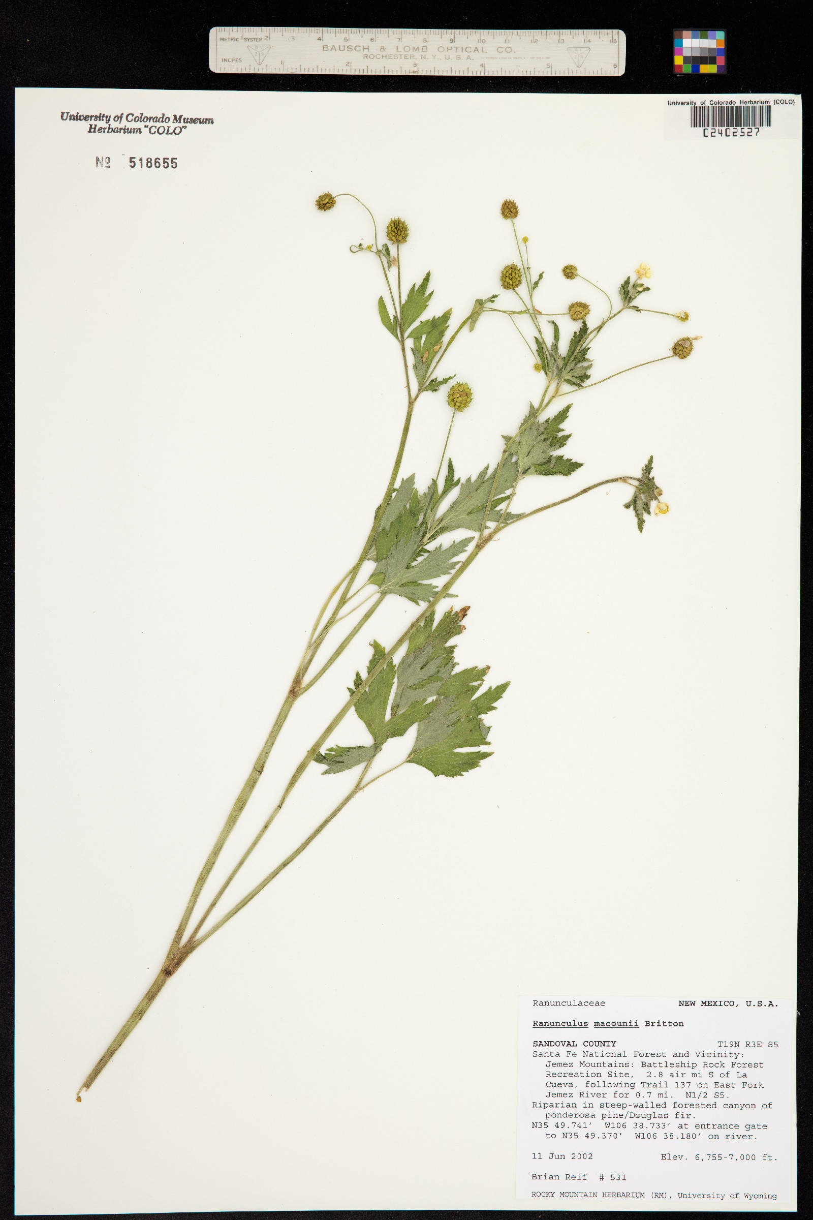 Ranunculus macounii image
