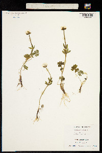 Image of Ranunculus nivalis