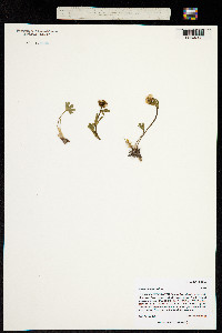Ranunculus nivalis image