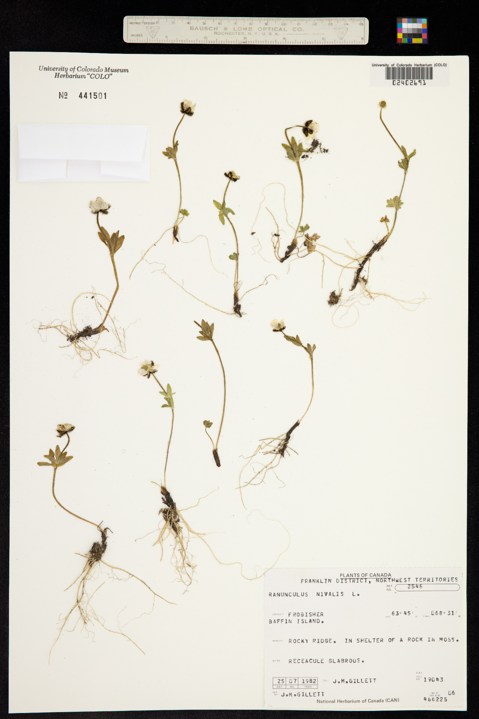 Ranunculus nivalis image