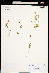Ranunculus nivalis image
