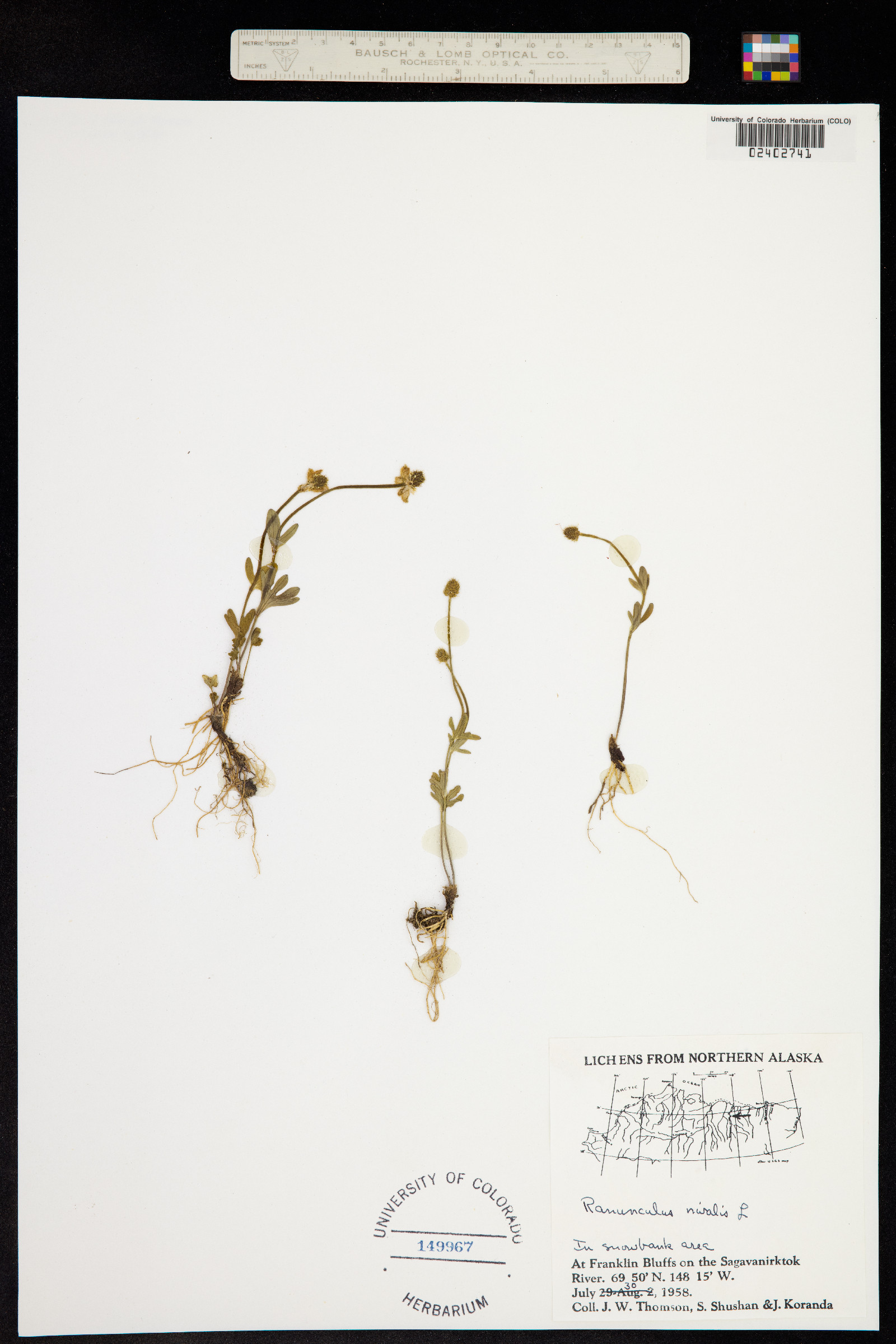 Ranunculus nivalis image