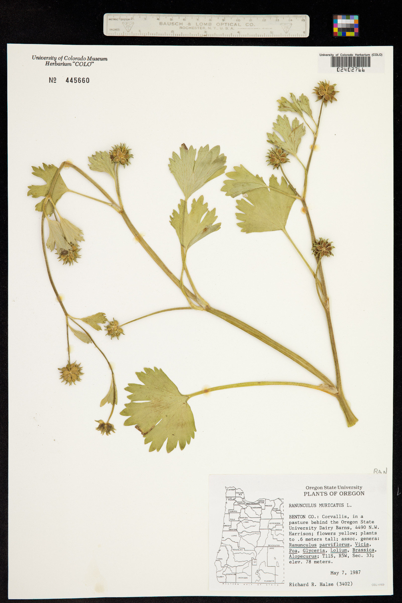 Ranunculus muricatus image