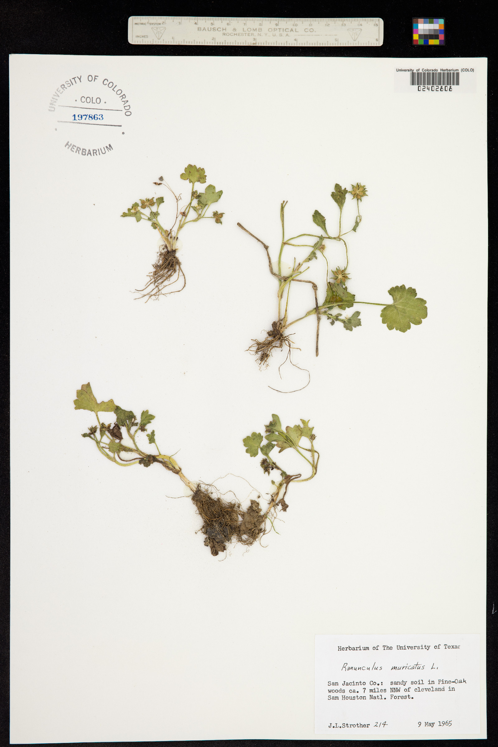 Ranunculus muricatus image