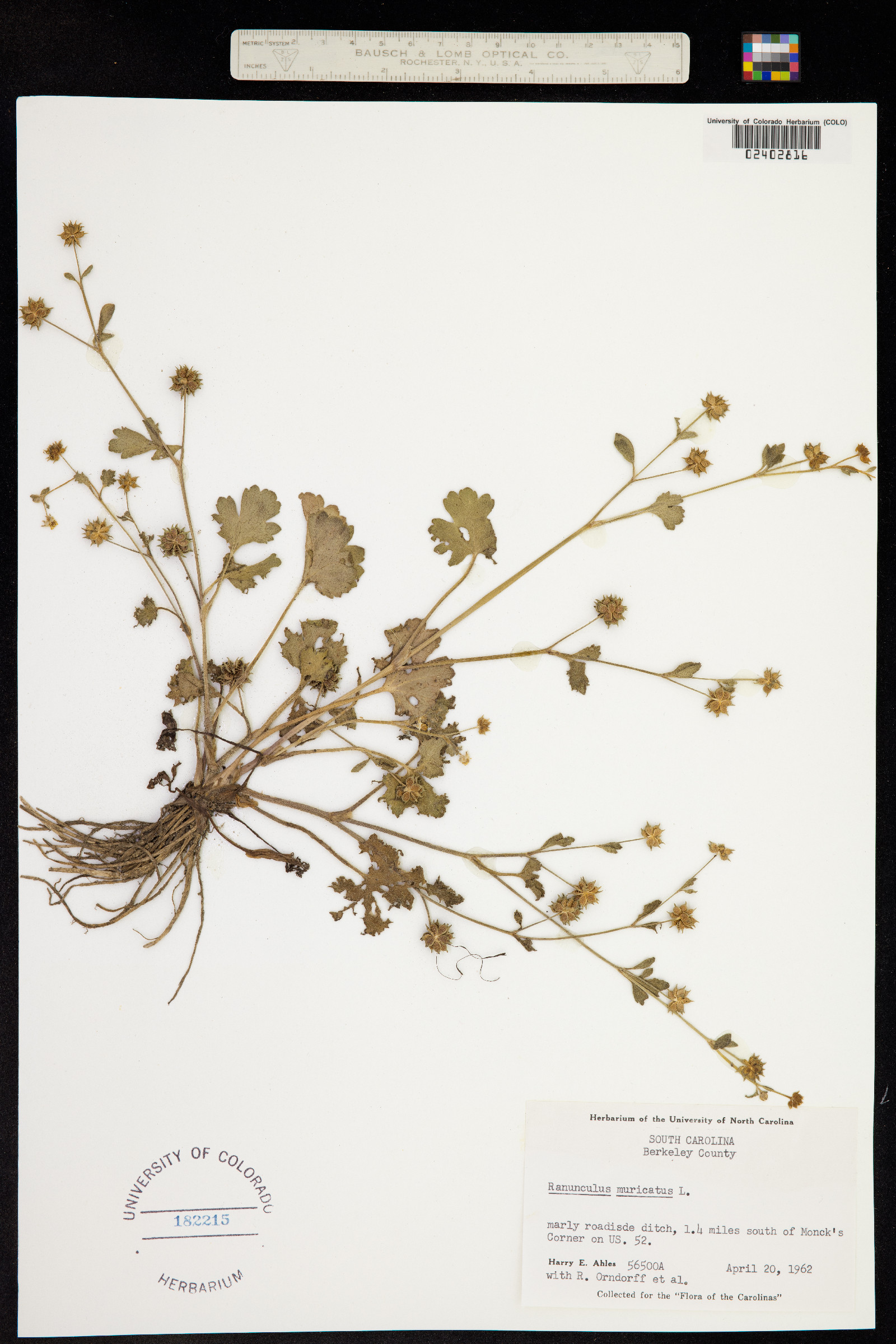 Ranunculus muricatus image