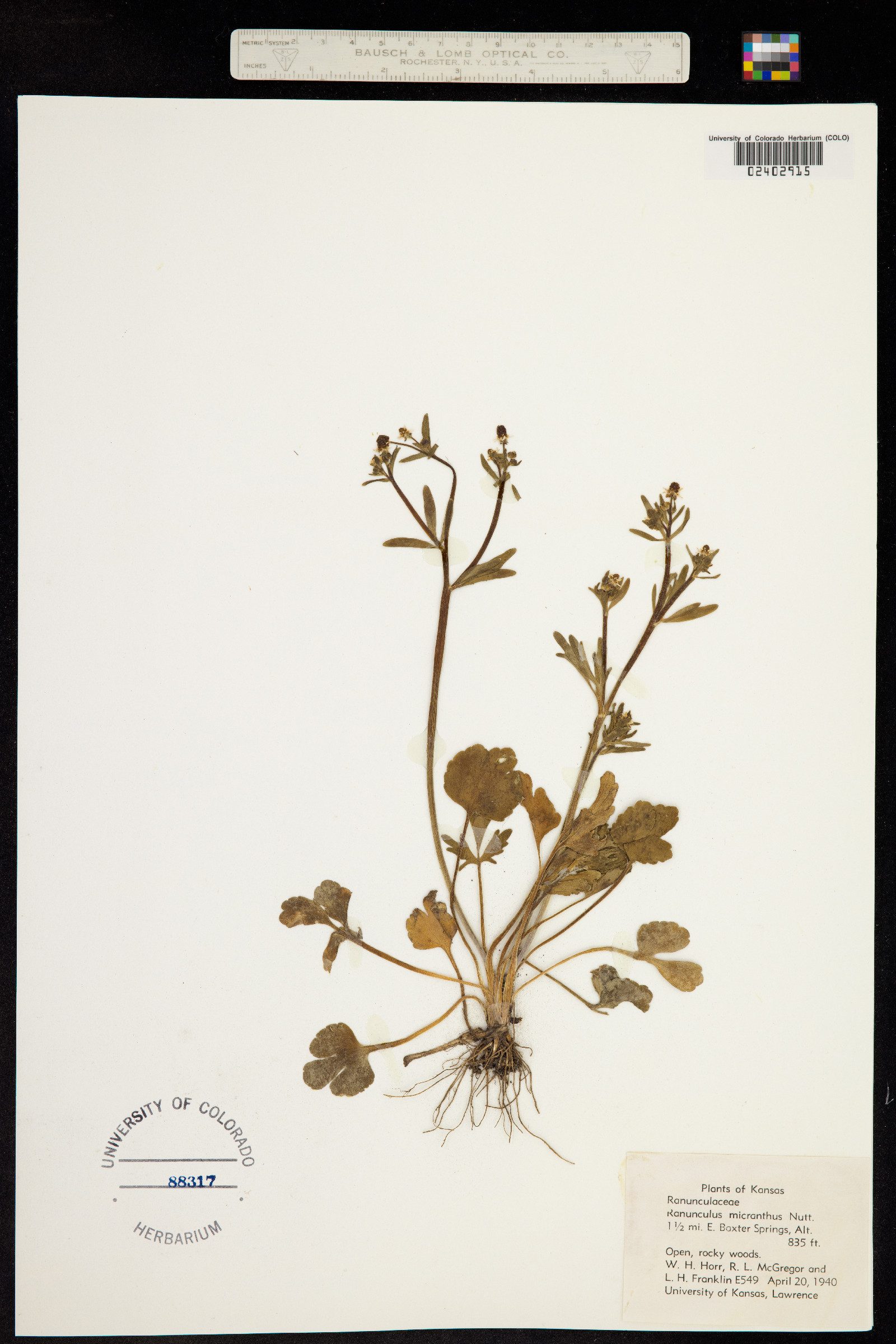Ranunculus micranthus image