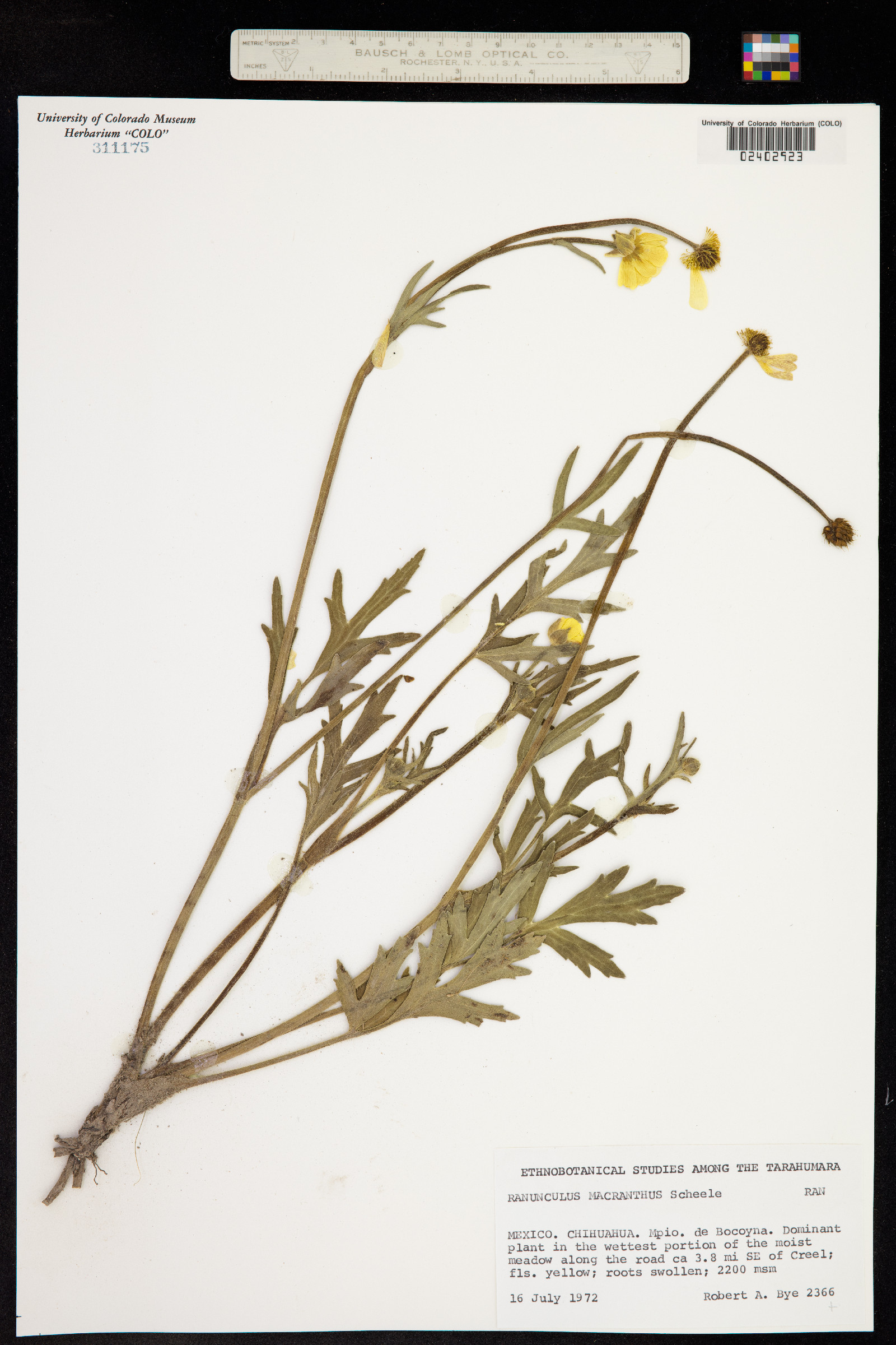 Ranunculus micranthus image