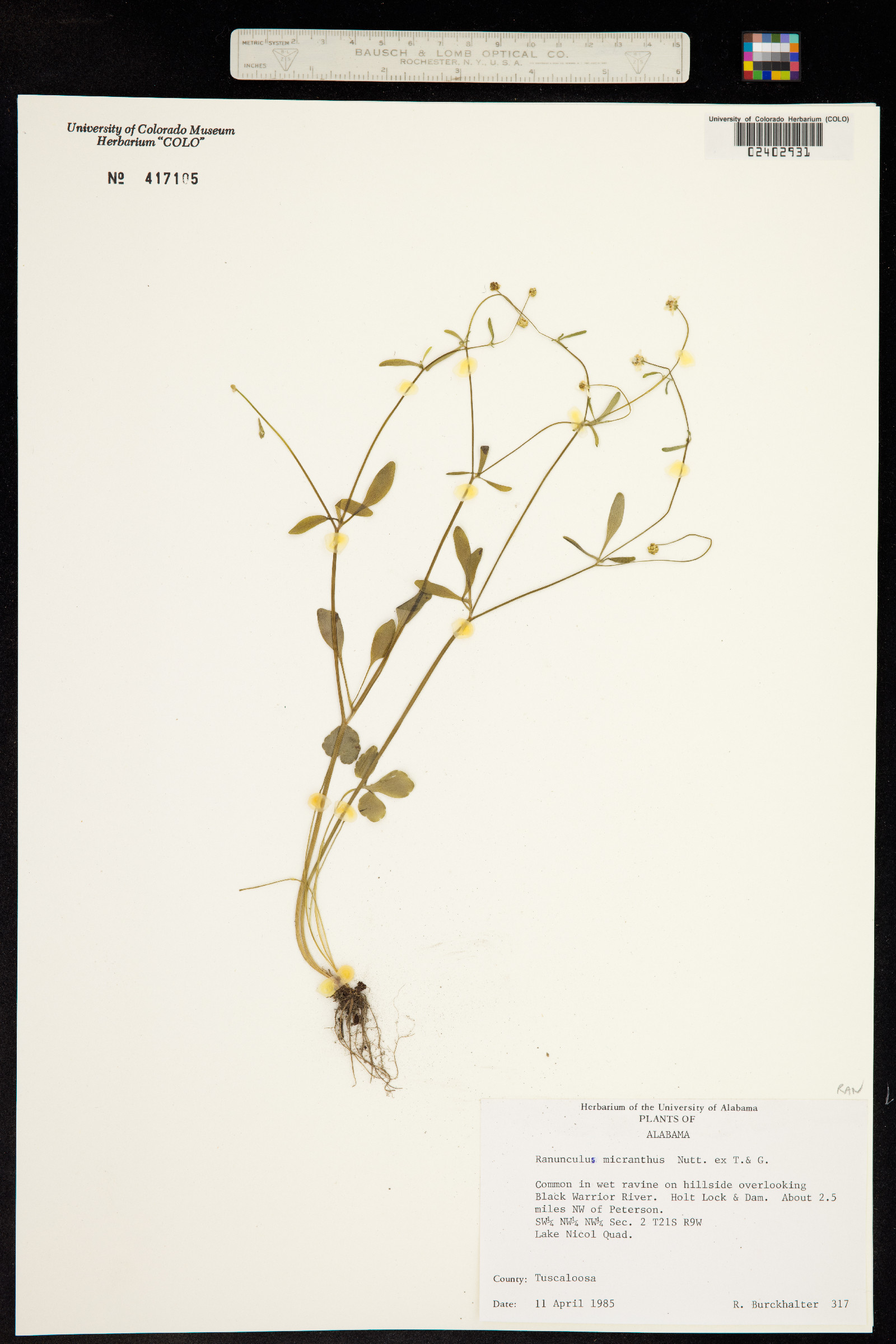 Ranunculus micranthus image