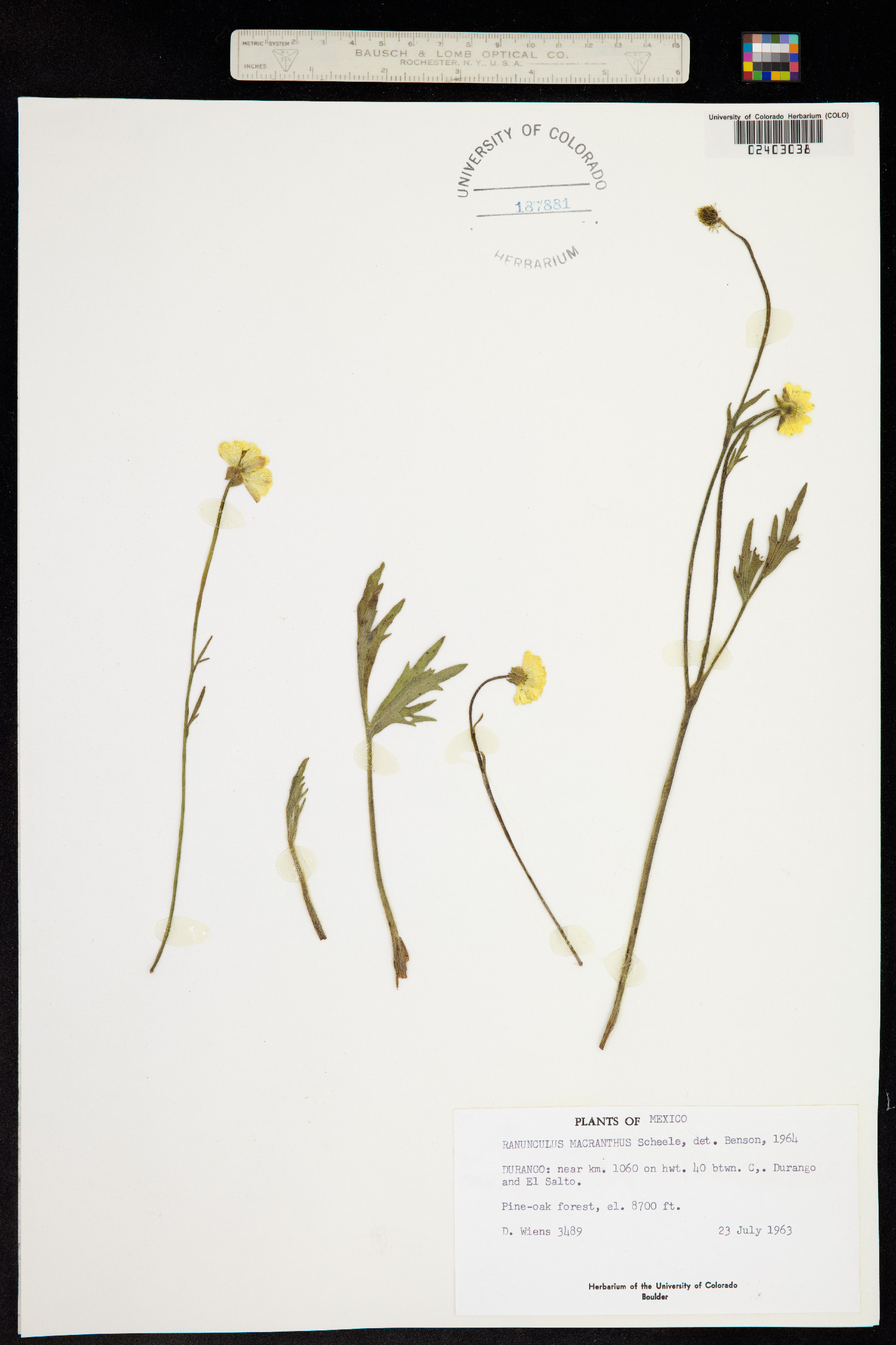 Ranunculus macranthus image