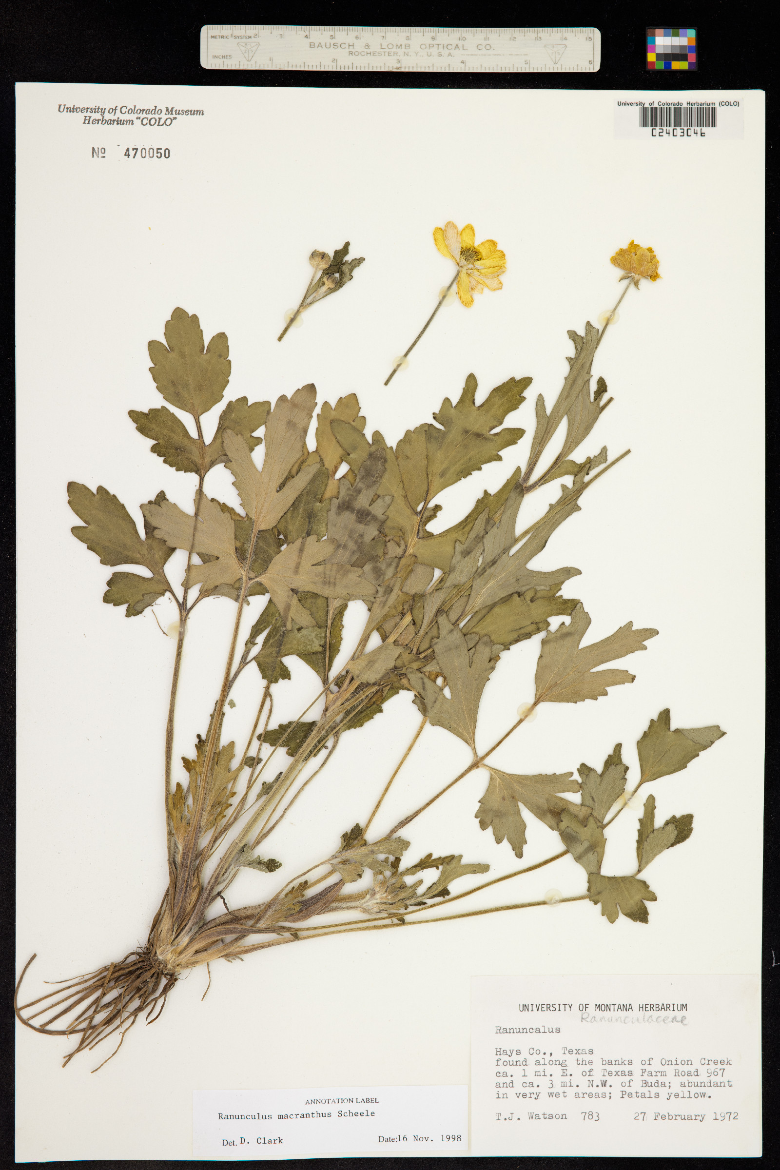 Ranunculus macranthus image