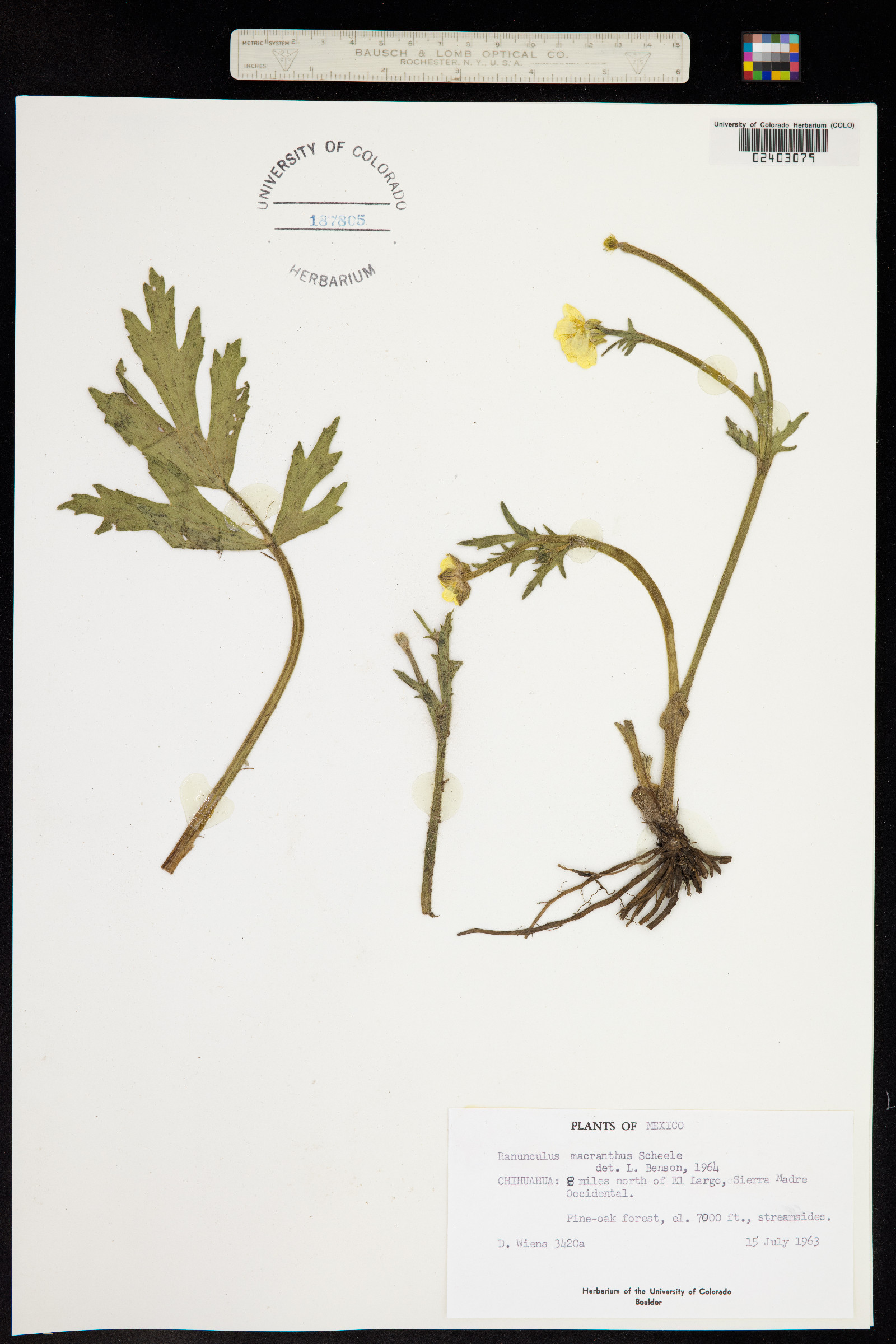 Ranunculus macranthus image