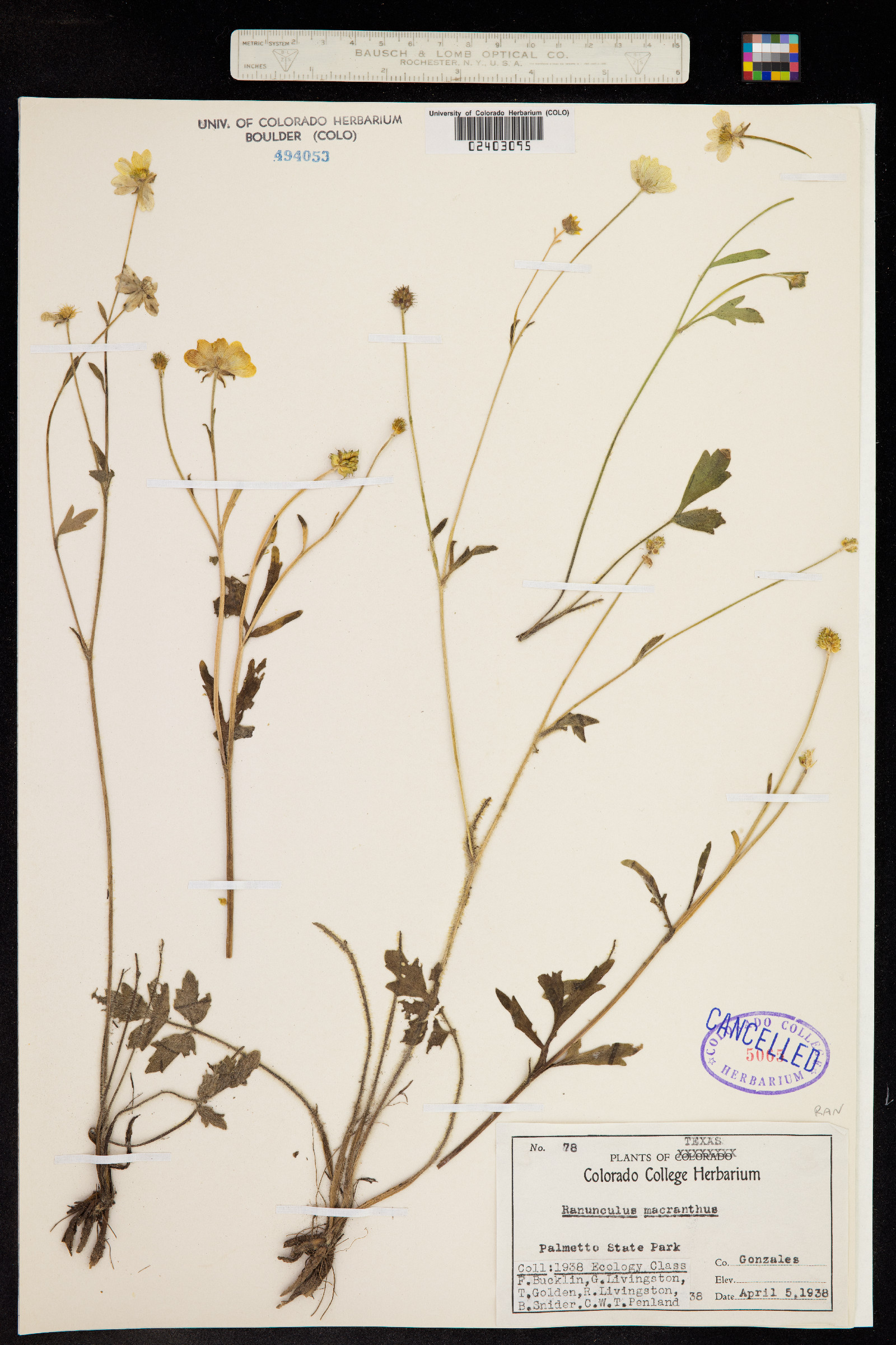 Ranunculus macranthus image