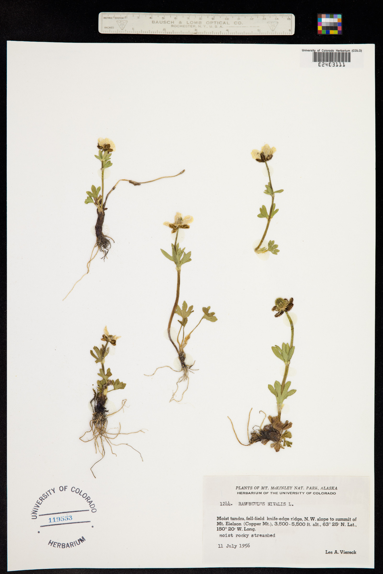Ranunculus nivalis image