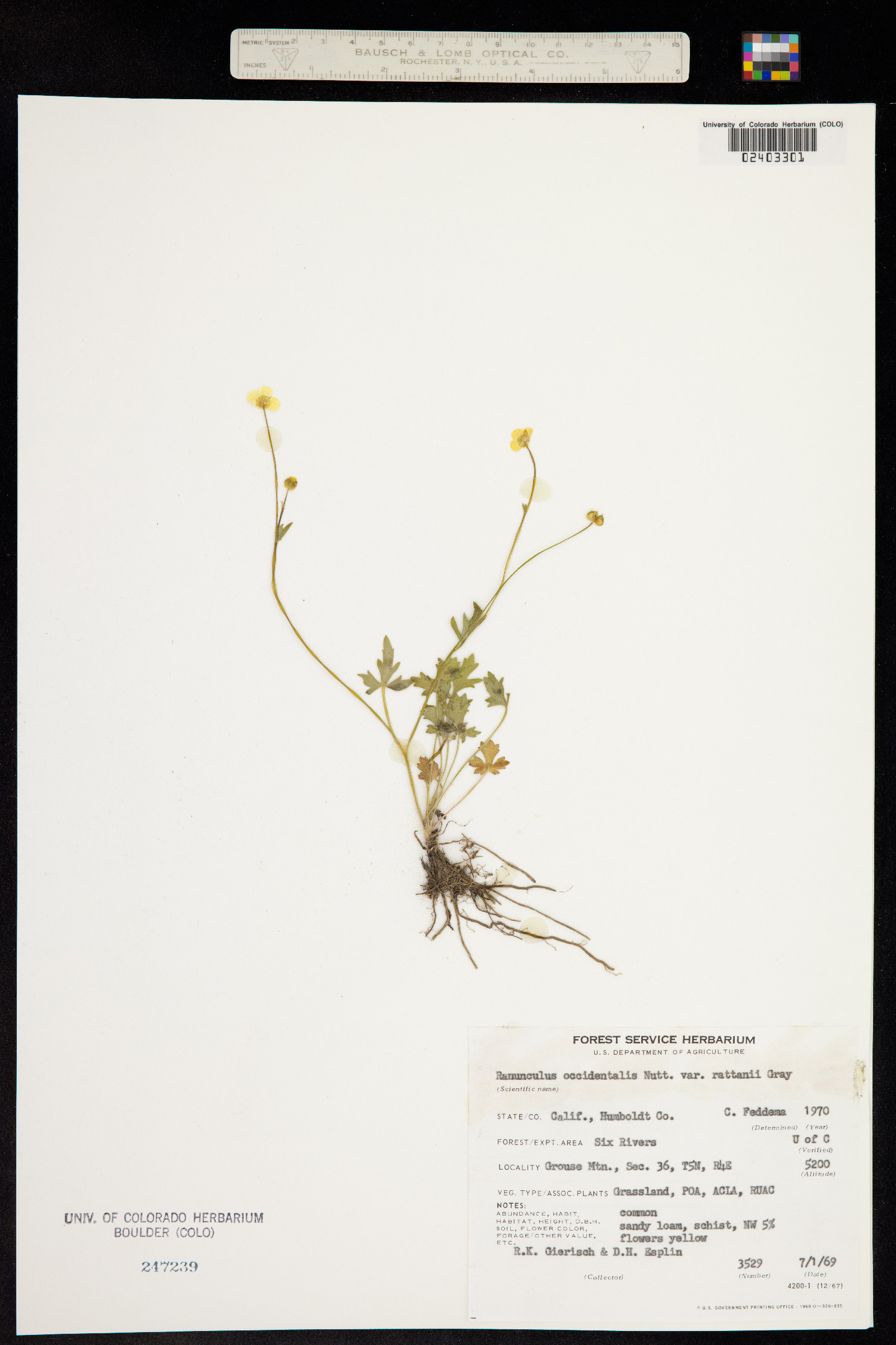 Ranunculus occidentalis image