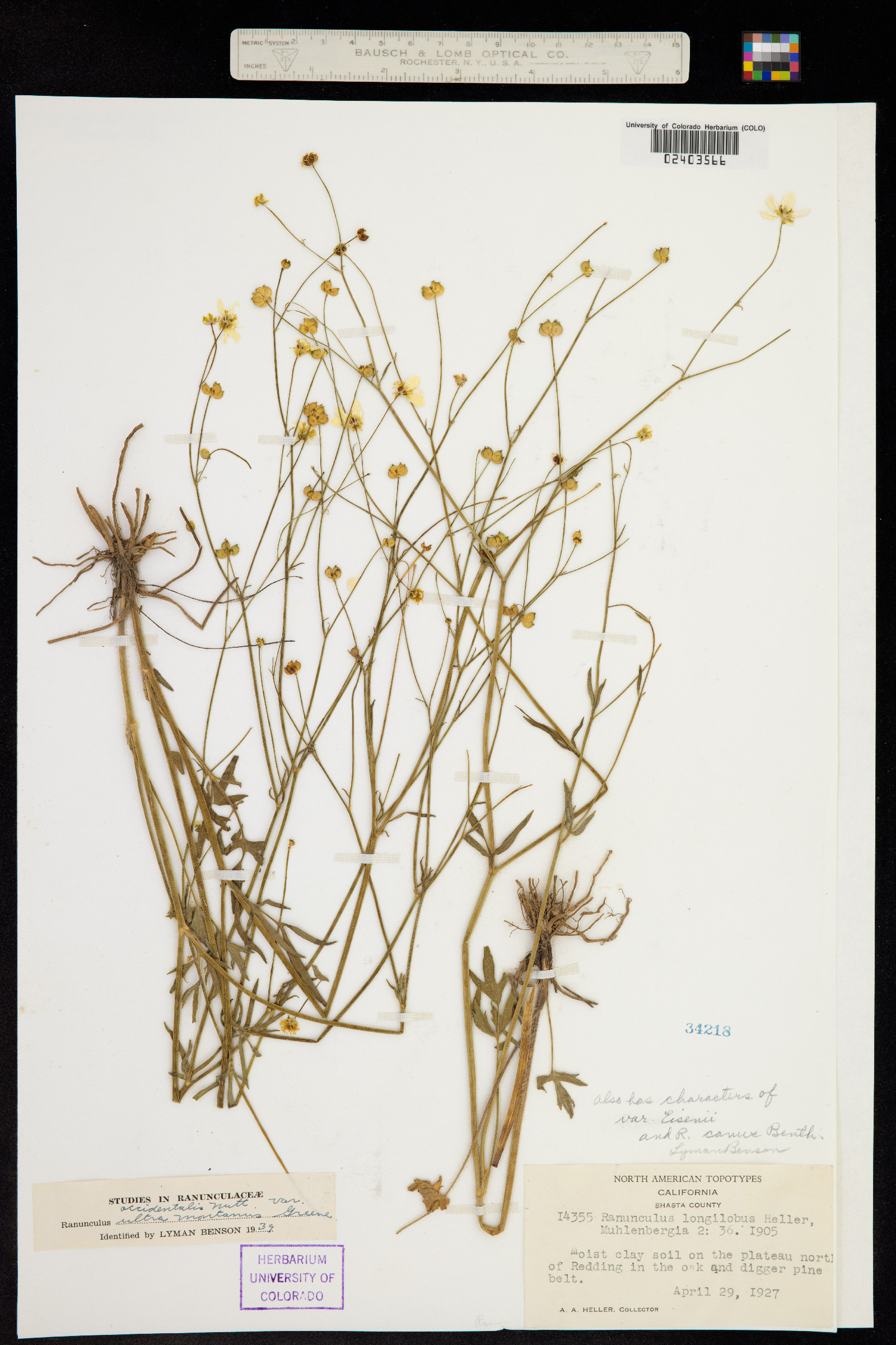 Ranunculus occidentalis image